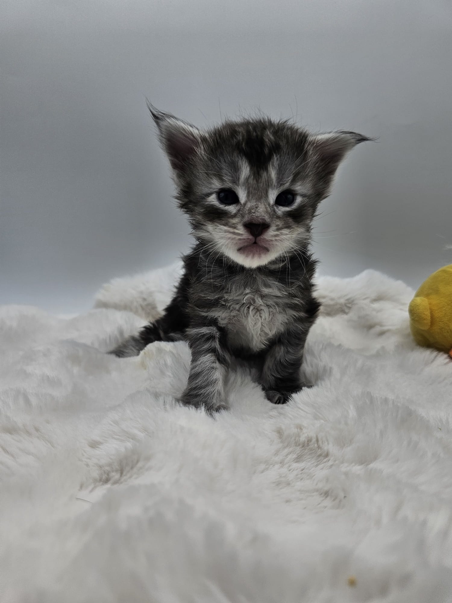 Anakin – Chaton Maine Coon