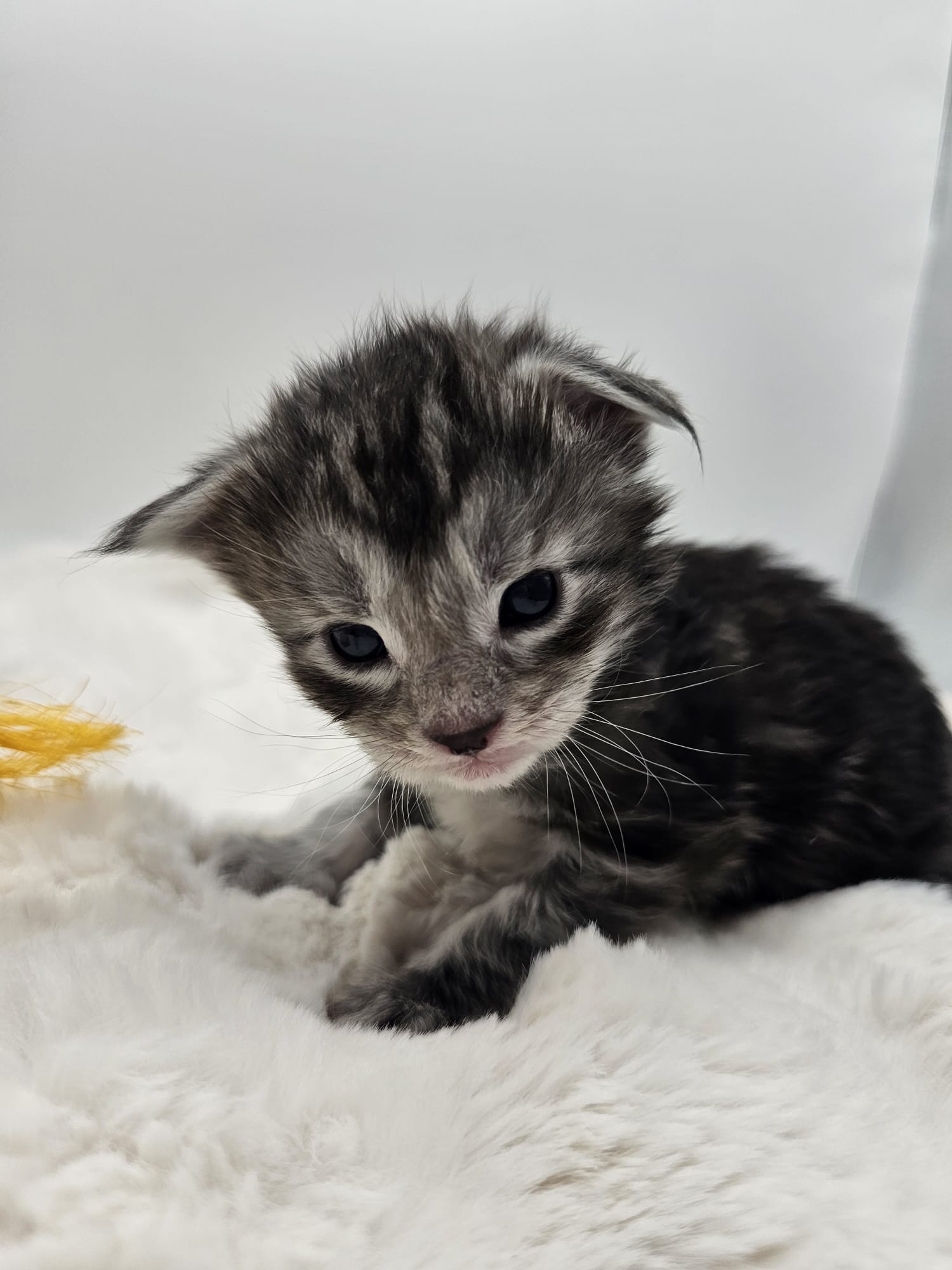 Anakin – Chaton Maine Coon