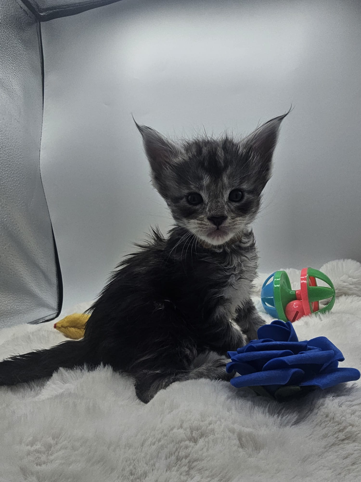 Anakin – Chaton Maine Coon