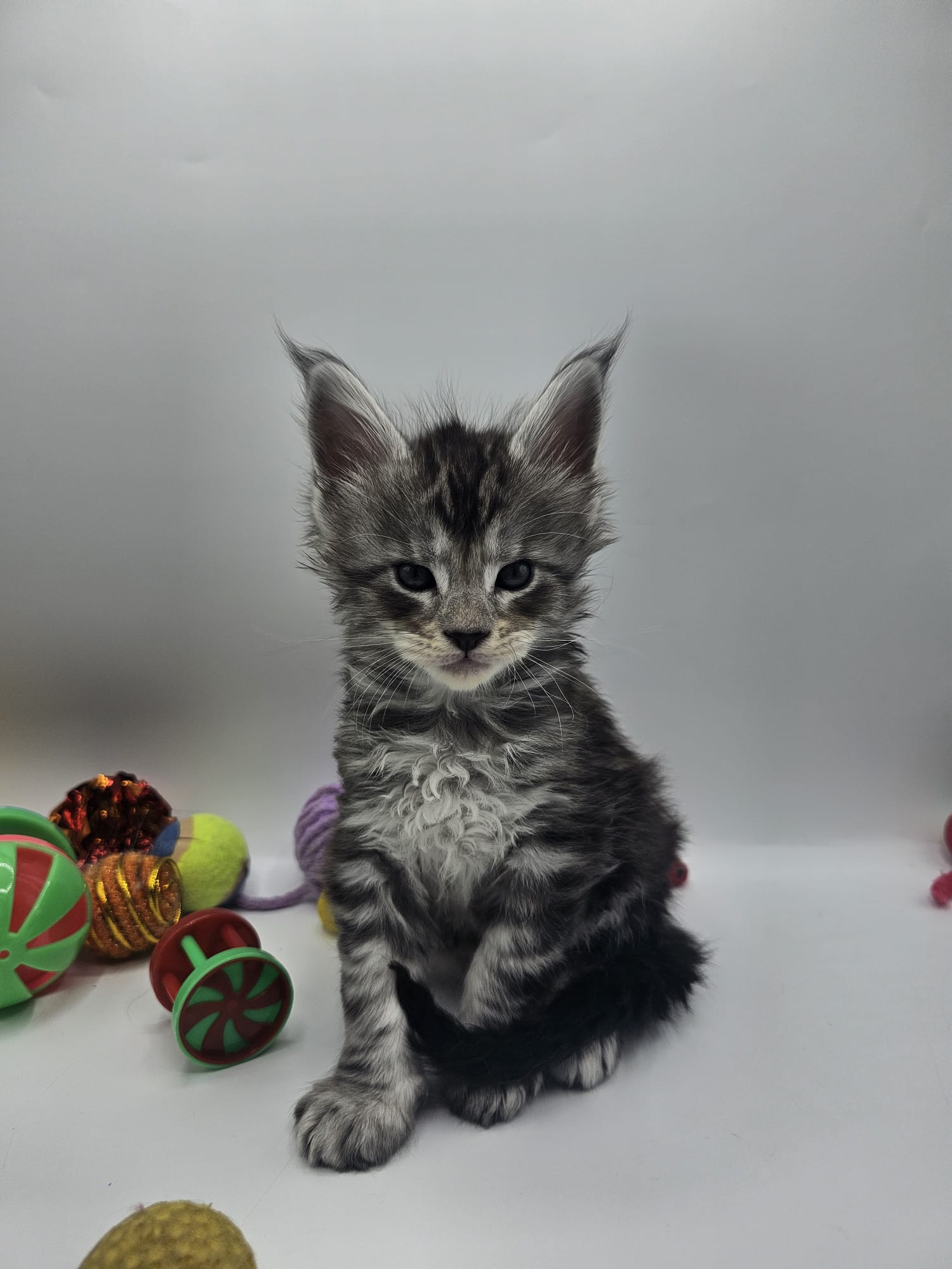 Anakin – Chaton Maine Coon