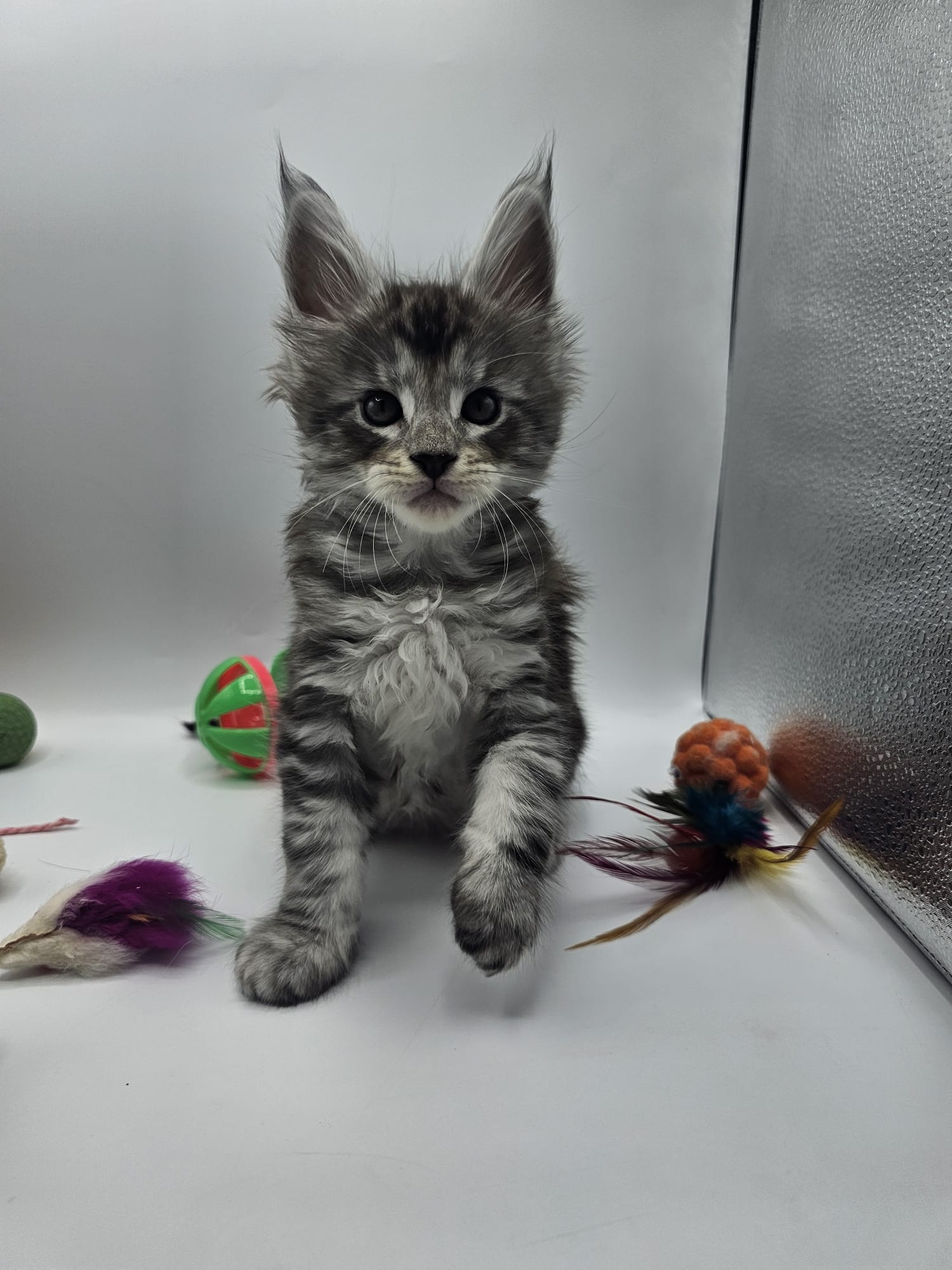 Anakin – Chaton Maine Coon