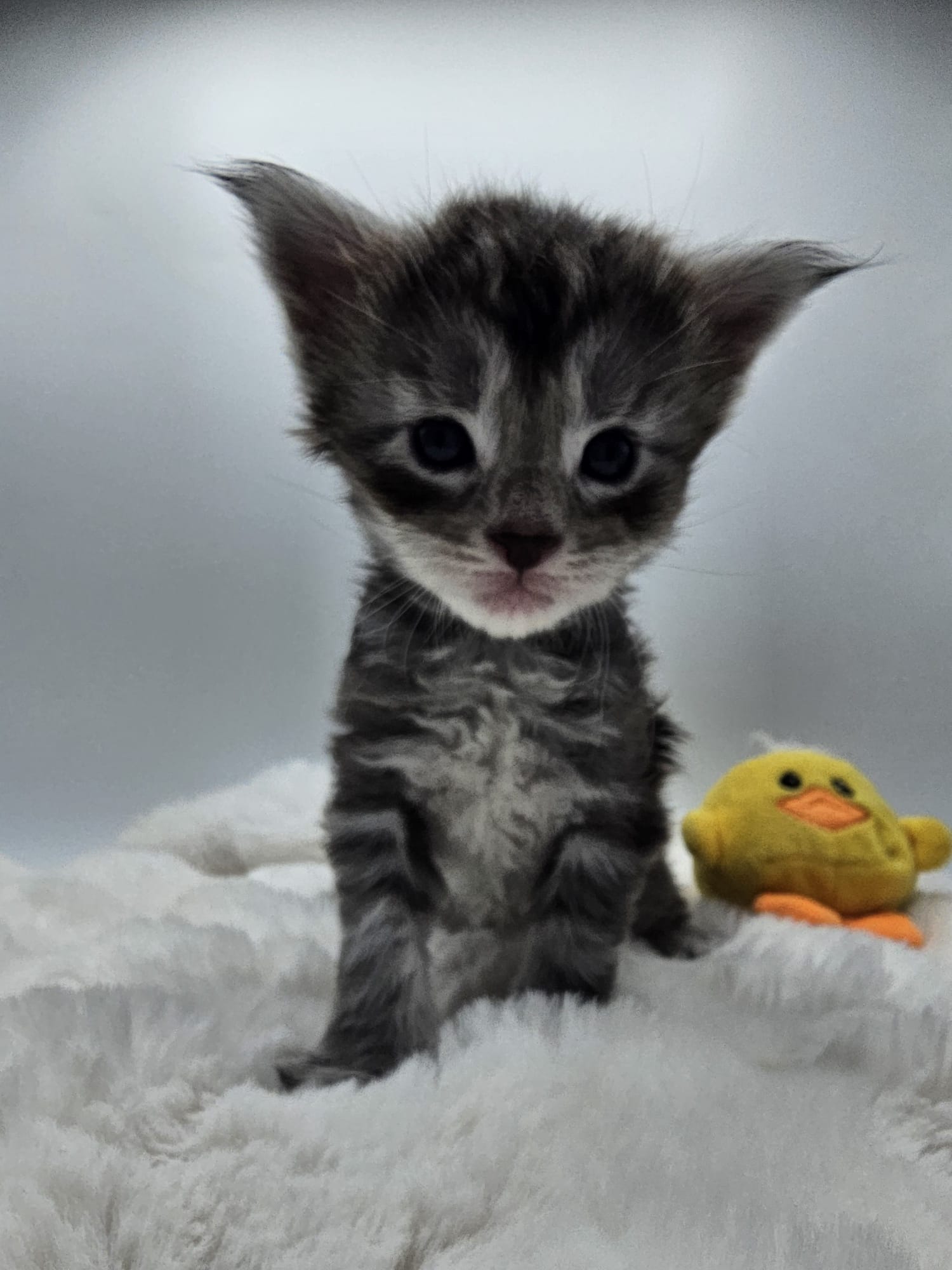 Anakin – Chaton Maine Coon