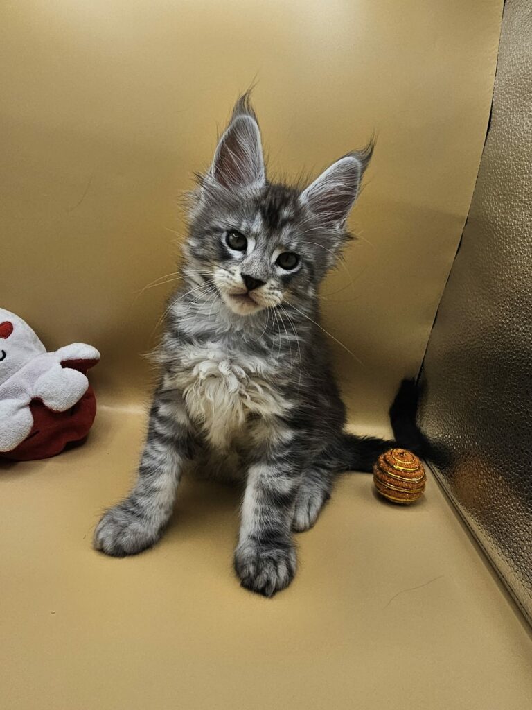 Anakin - Chaton Maine Coon