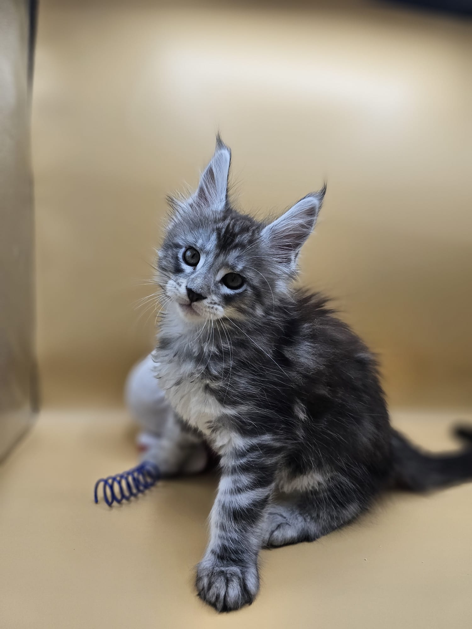 Anakin – Chaton Maine Coon