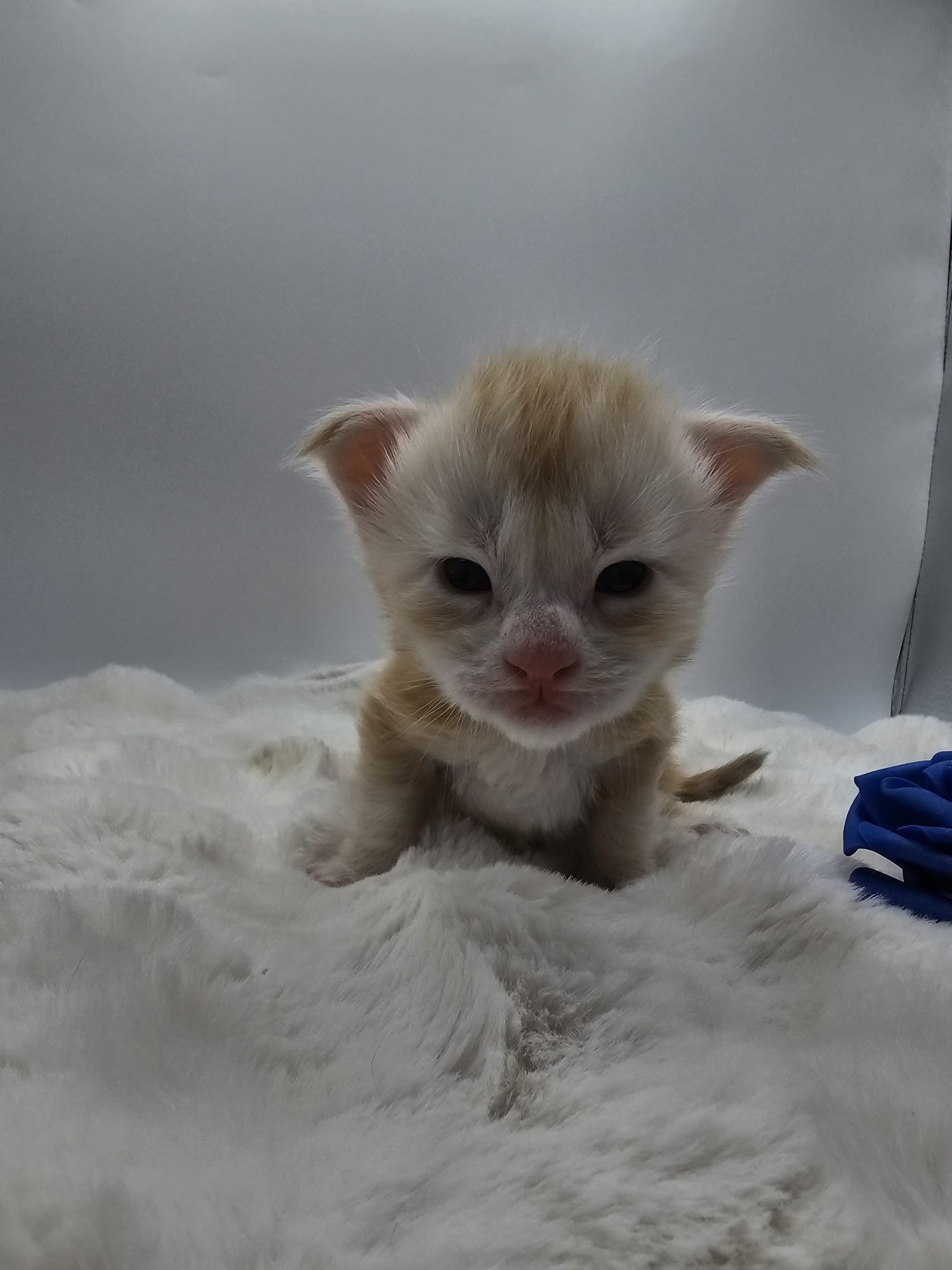 Akira – Maine Coon Loof