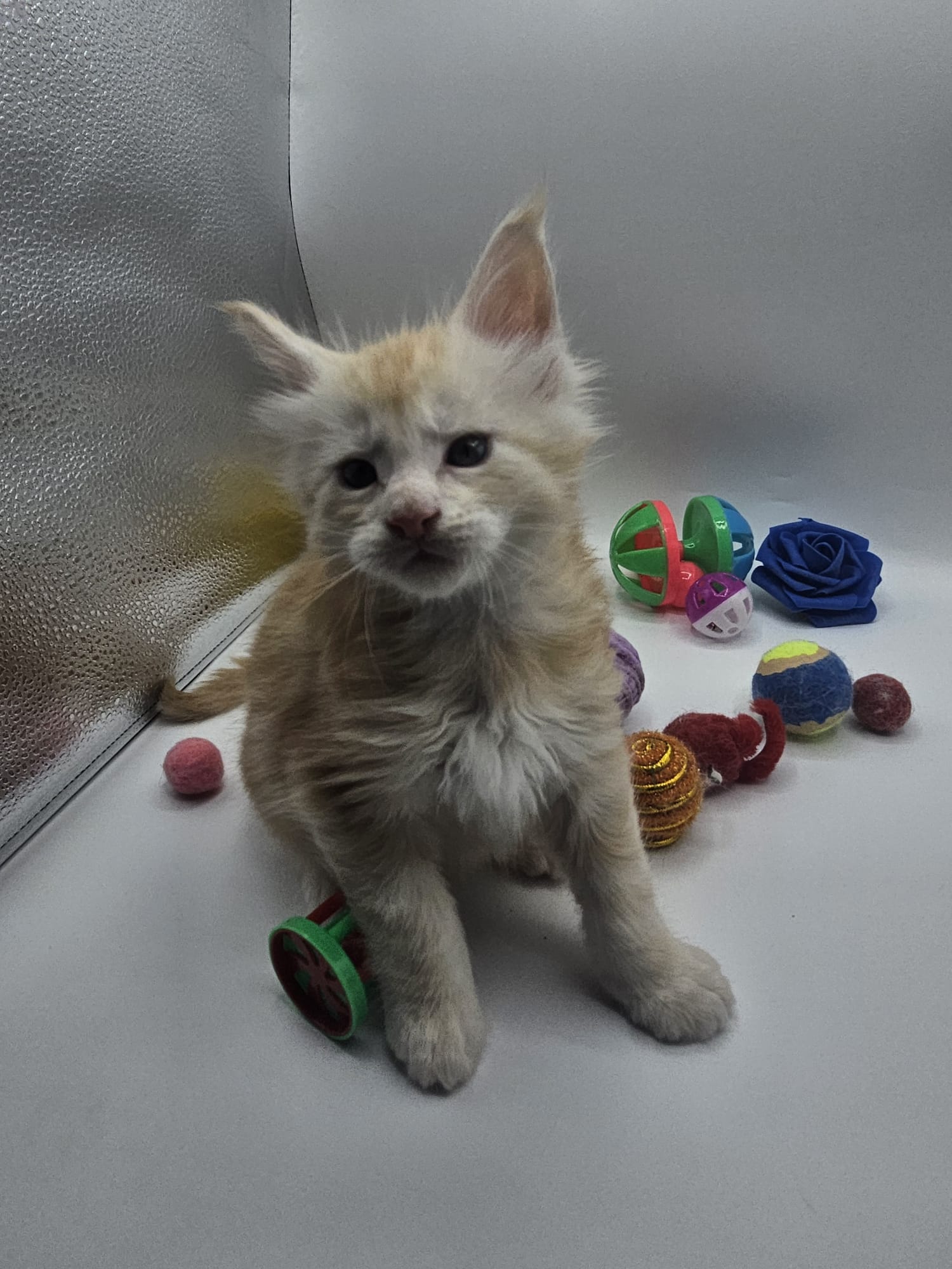 Akira – Maine Coon Loof