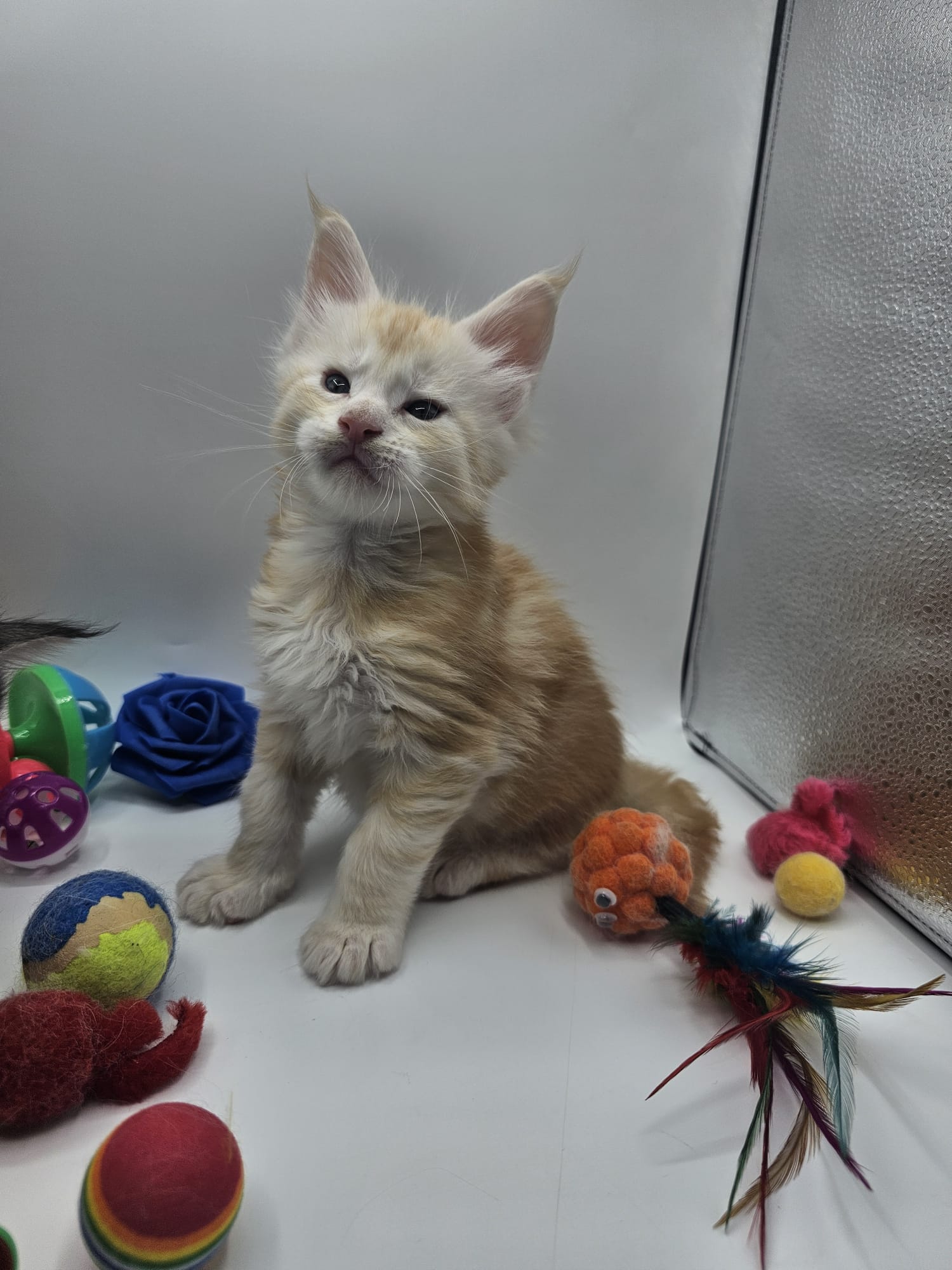 Akira – Maine Coon Loof