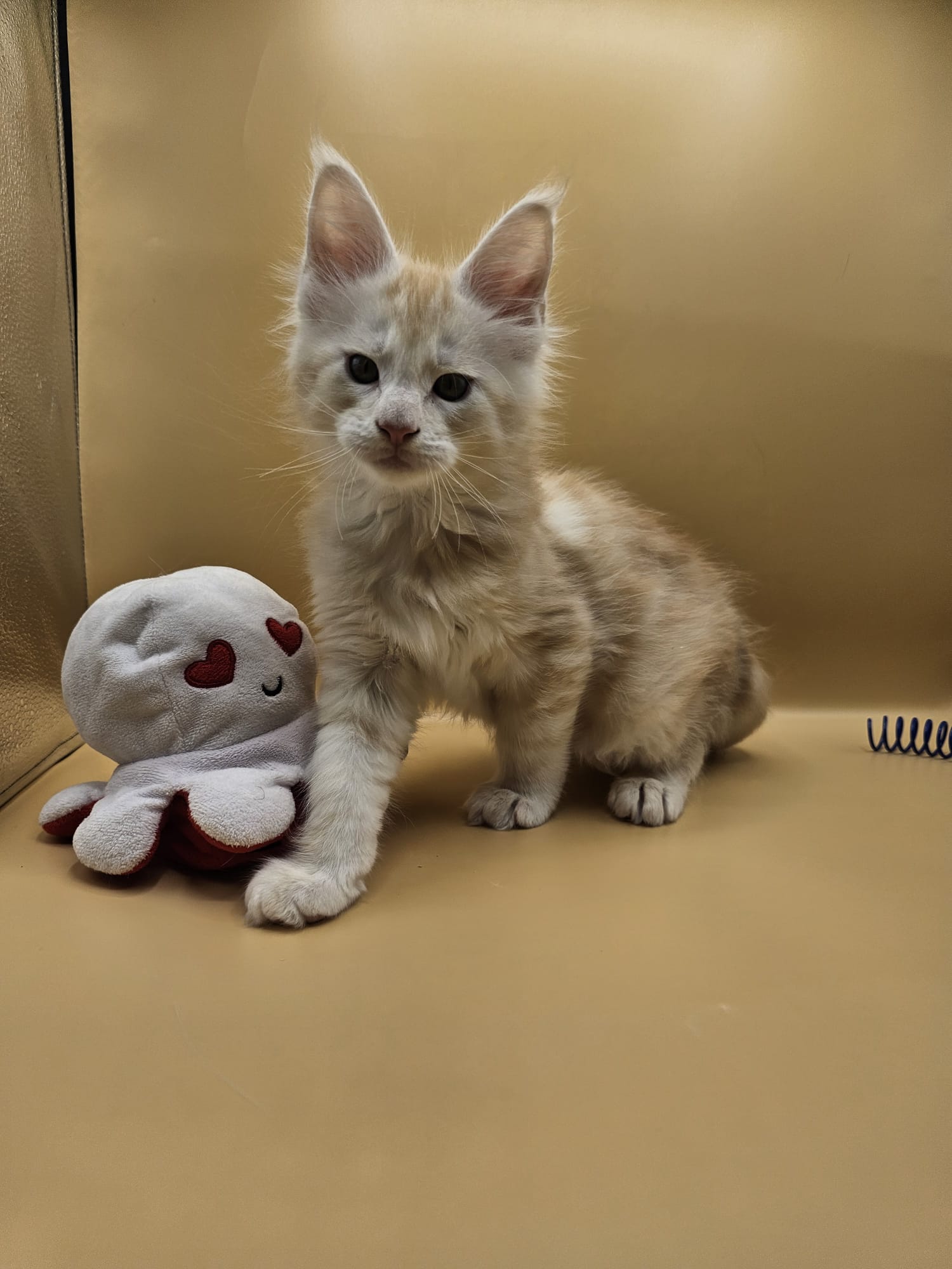 Akira – Maine Coon Loof