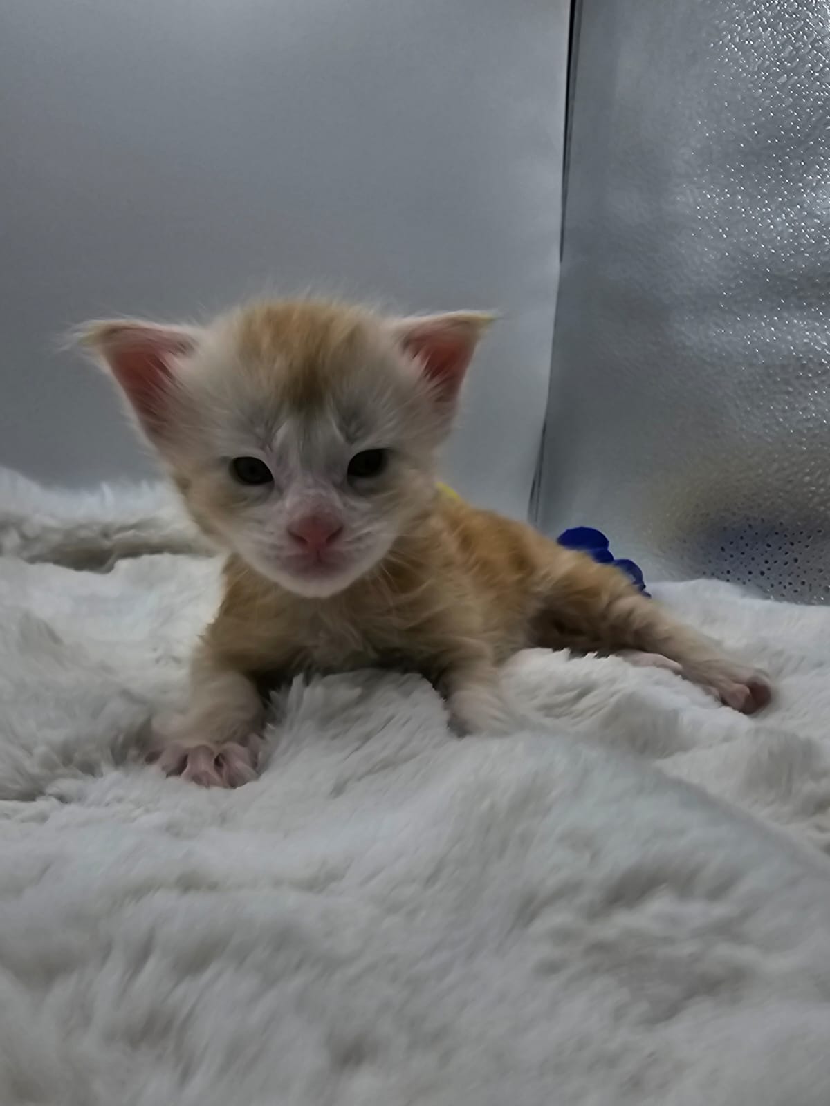 Akira – Maine Coon Loof