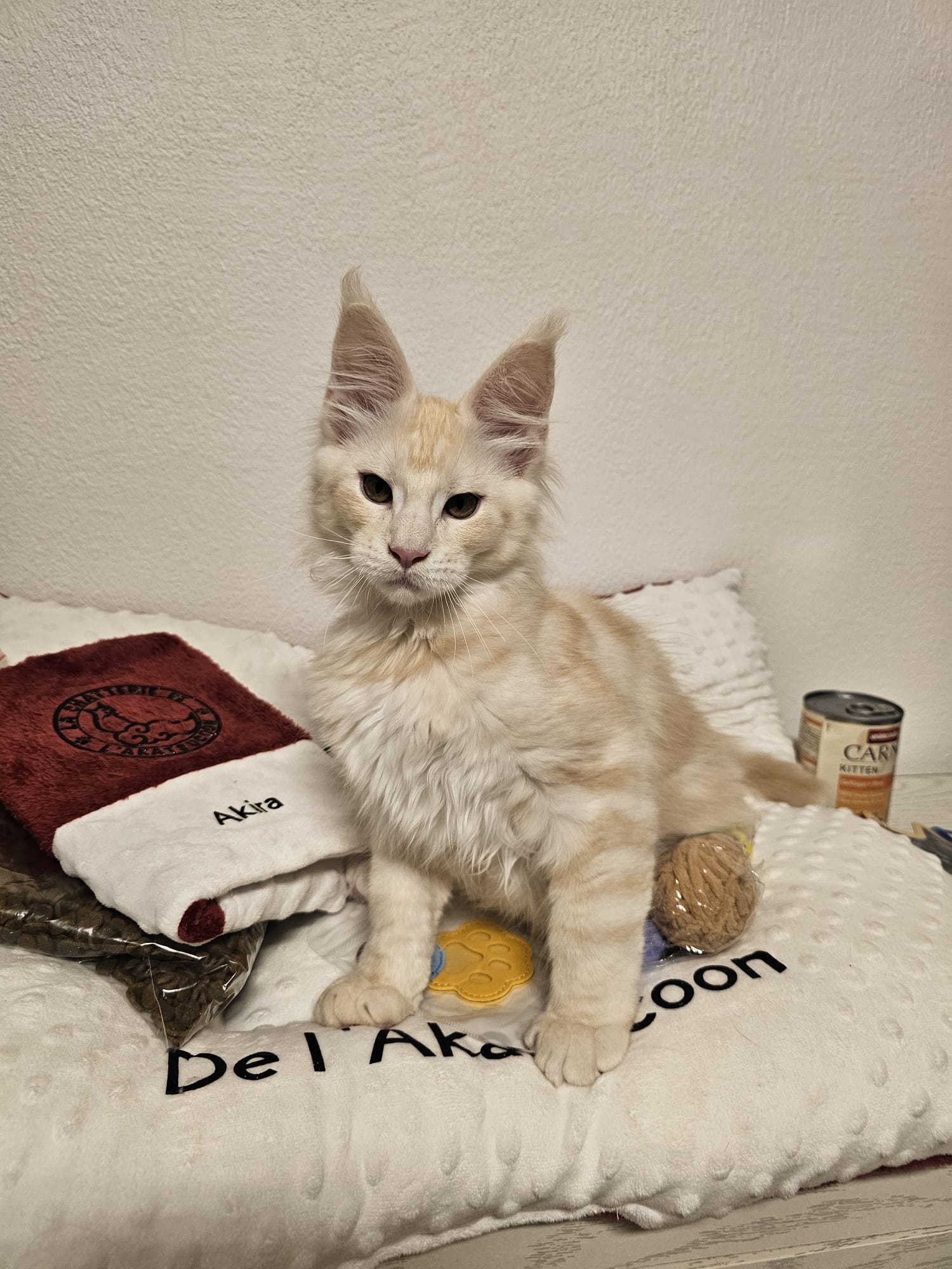 Akira - Maine Coon Loof