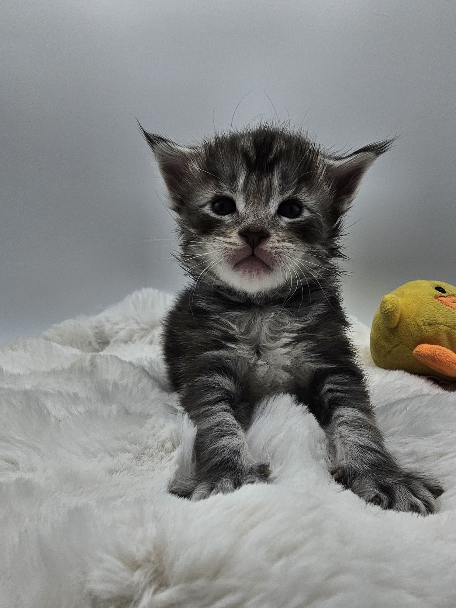 Aïko – Maine Coon Loof