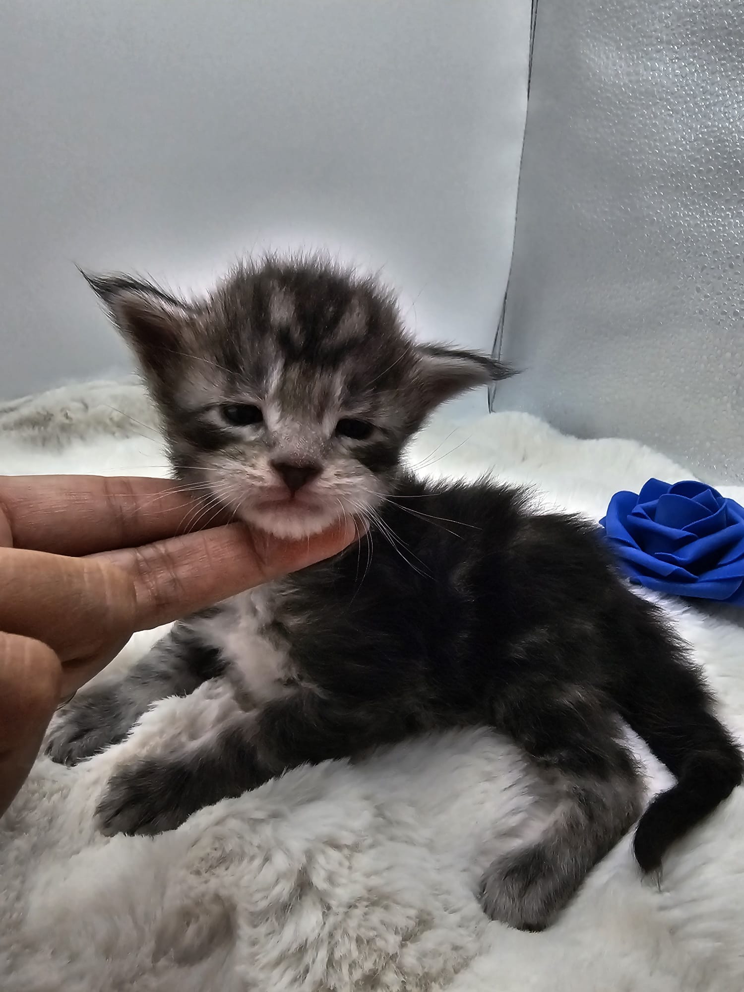 Aïko – Maine Coon Loof