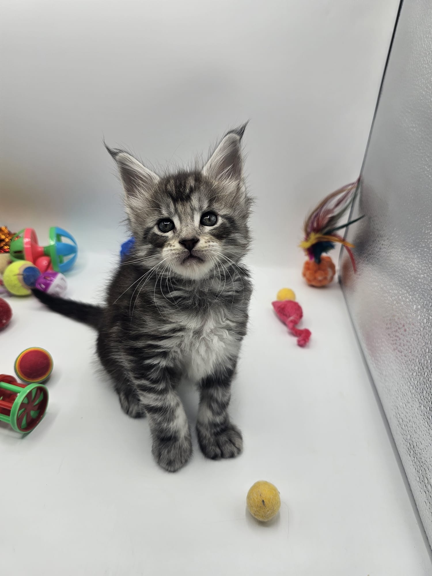 Aïko – Maine Coon Loof