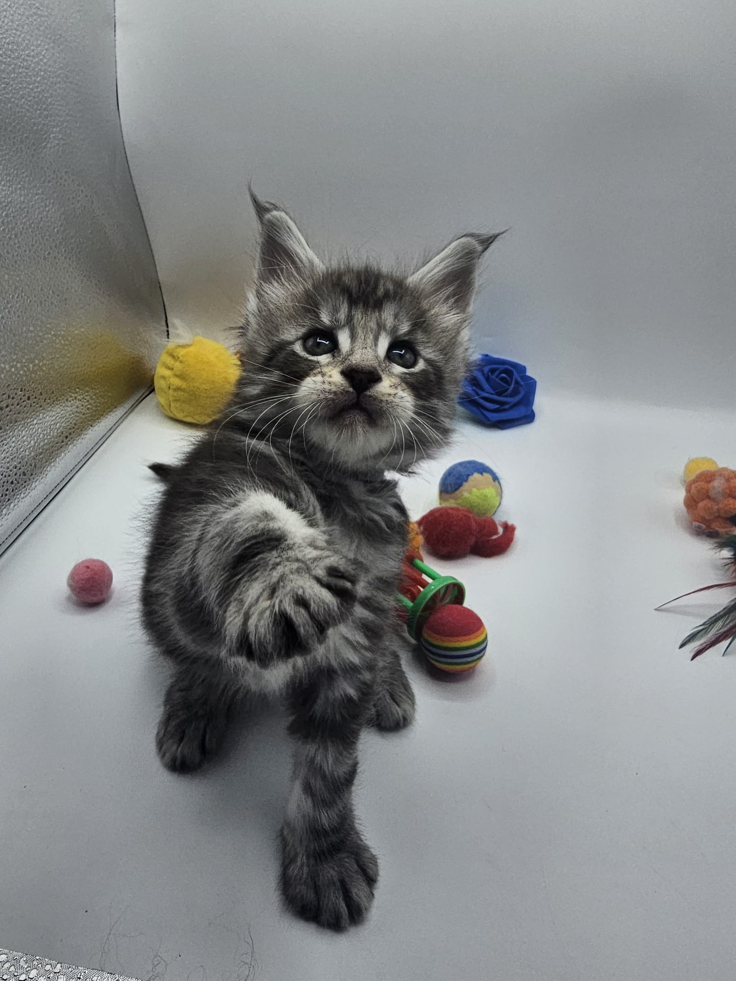 WhatsApp Image 2025-12-21 at 22.28.08