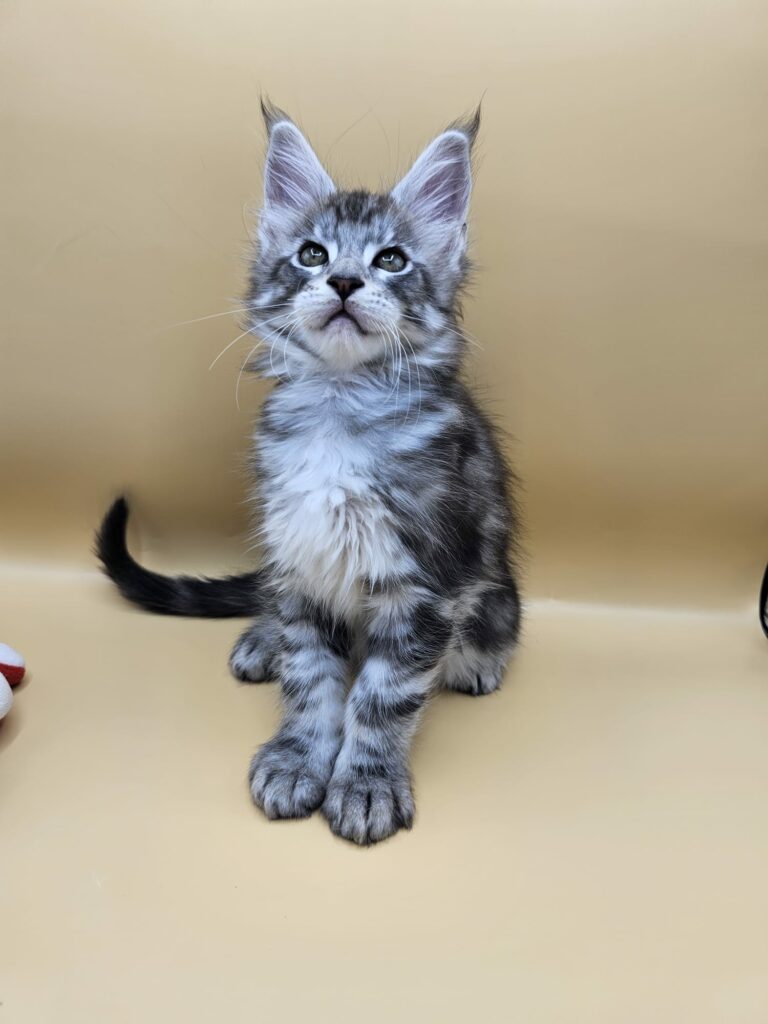 Aïko - Maine Coon Loof
