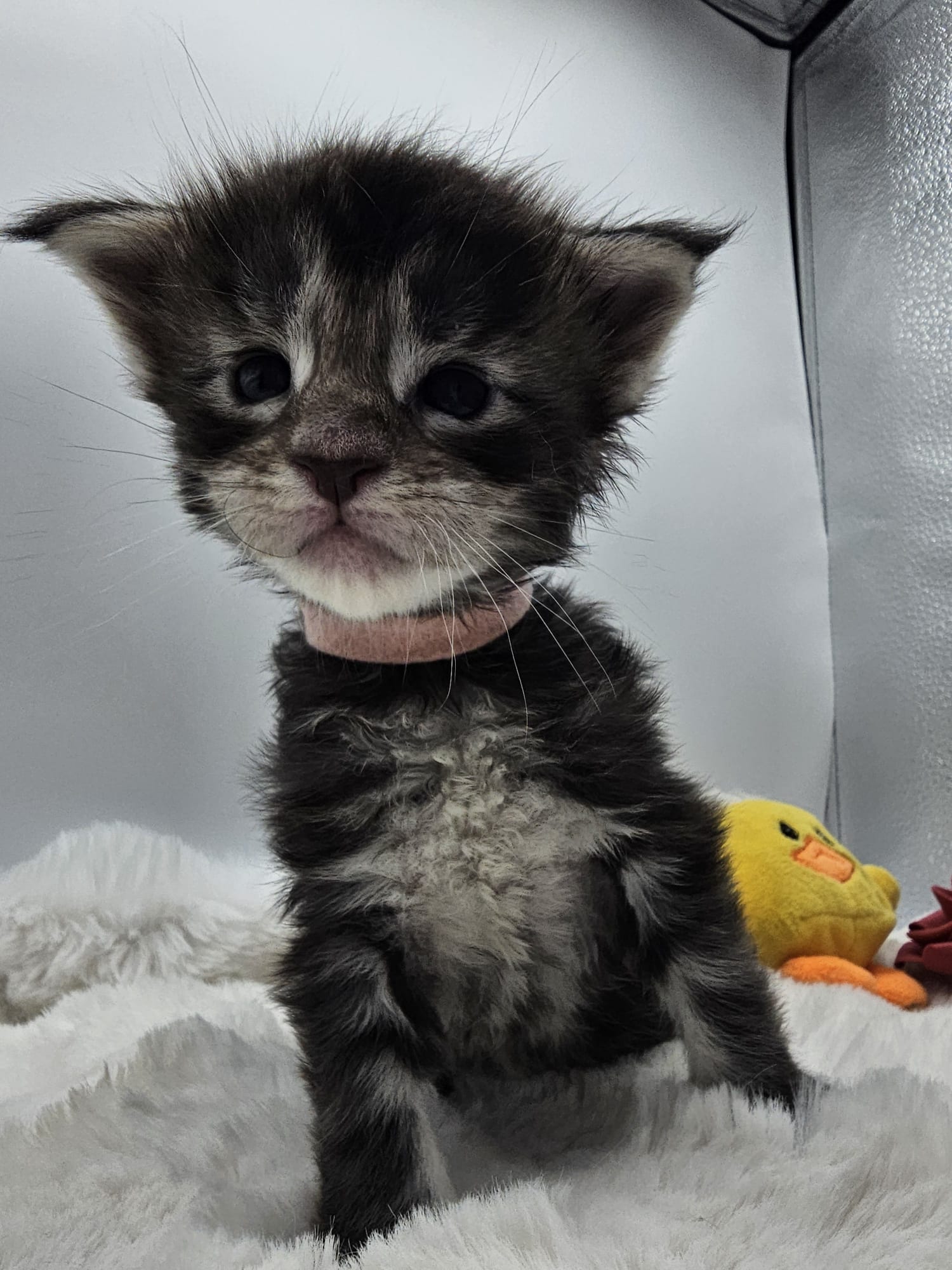 Aquarius – Maine Coon Loof