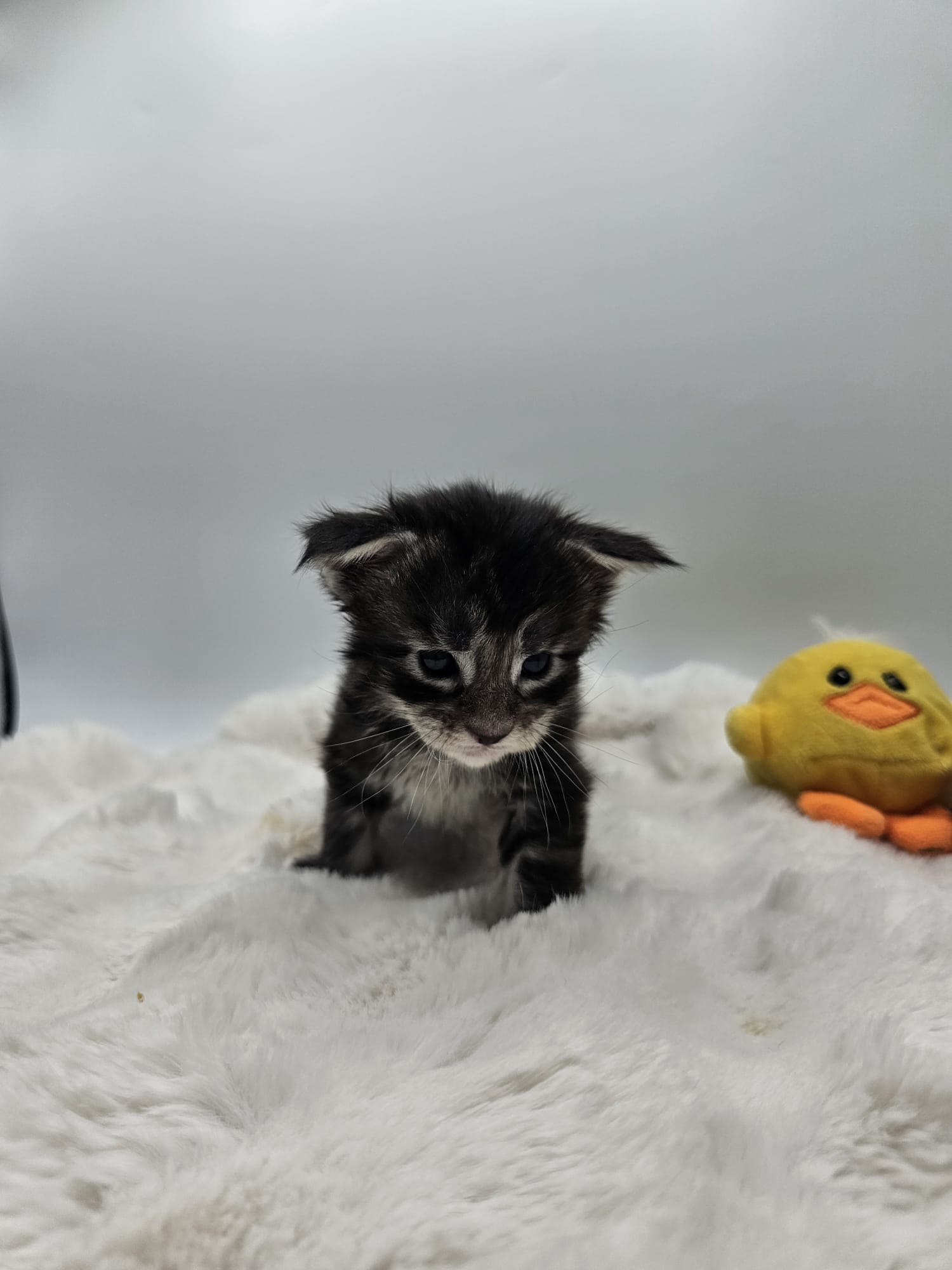 Aquarius – Maine Coon Loof