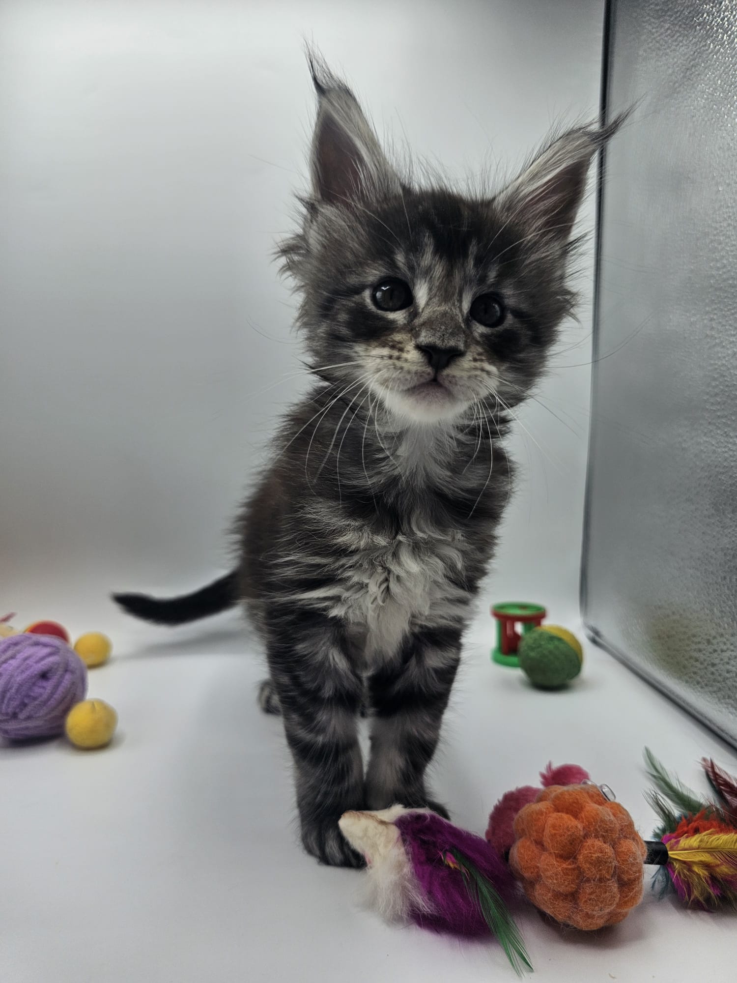 Aquarius – Maine Coon Loof