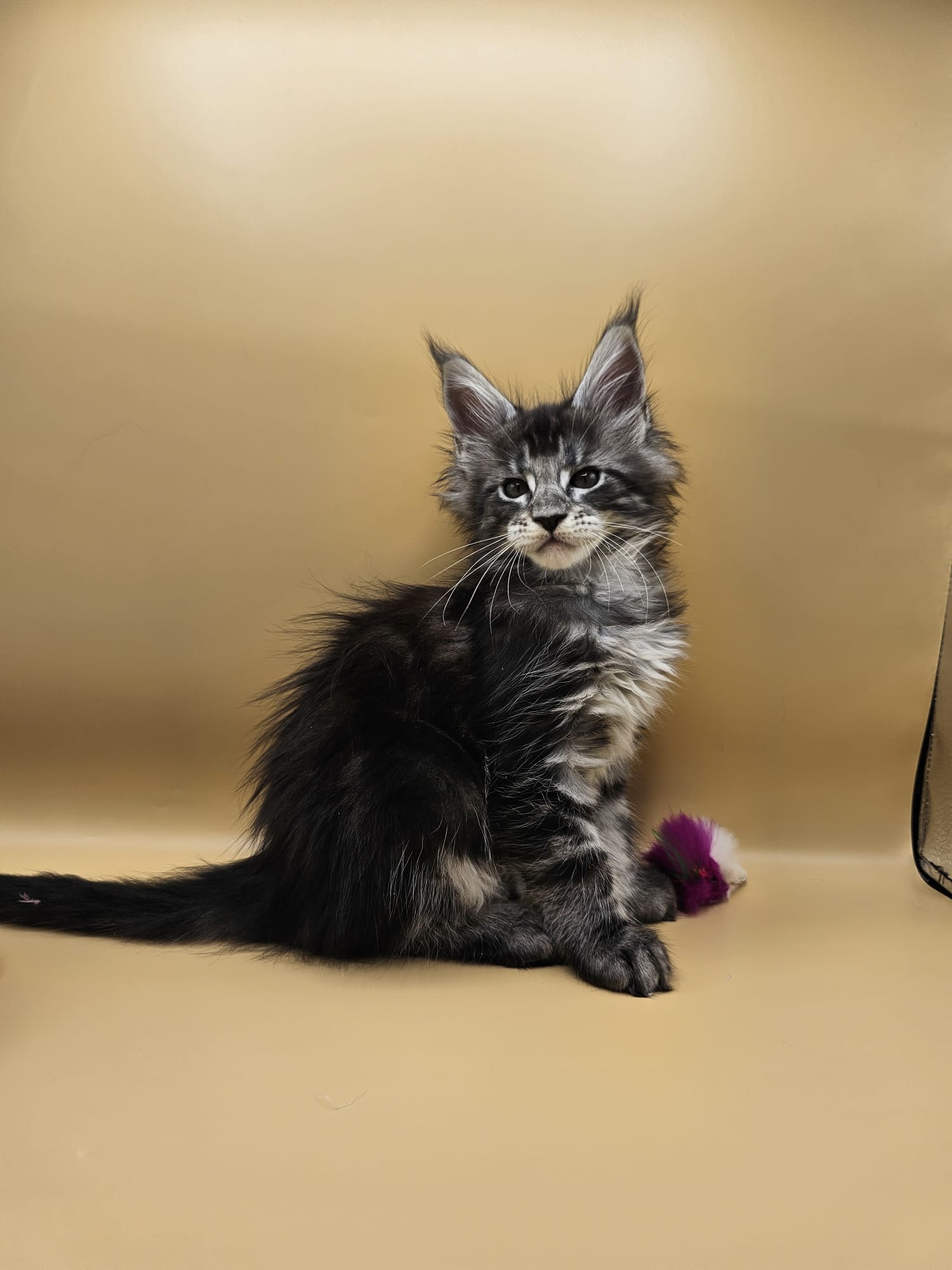 Aquarius – Maine Coon Loof