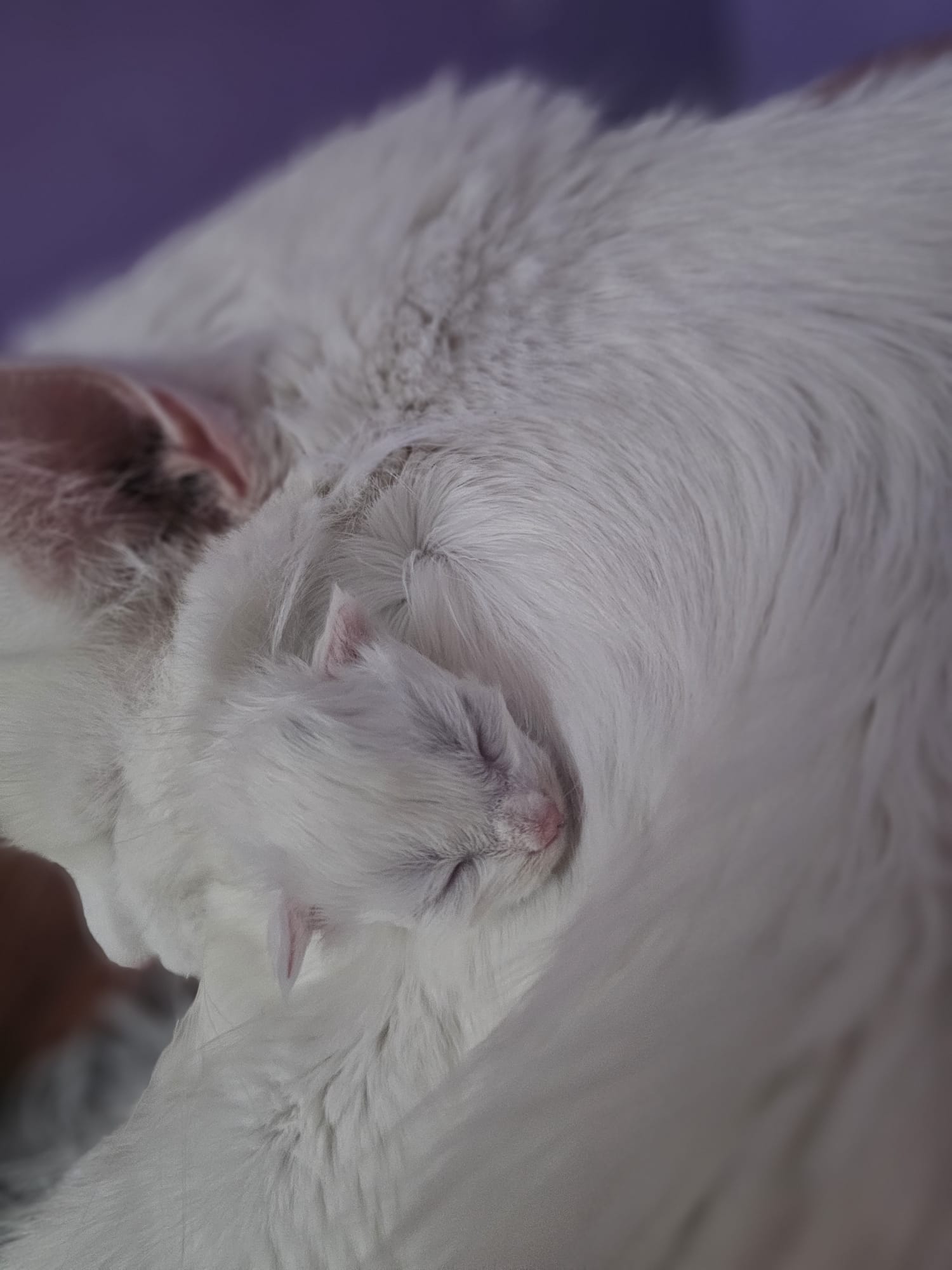 Chaton Atlas Flame Maine Coon – Chatterie de l&rsquo;Akatsucoon