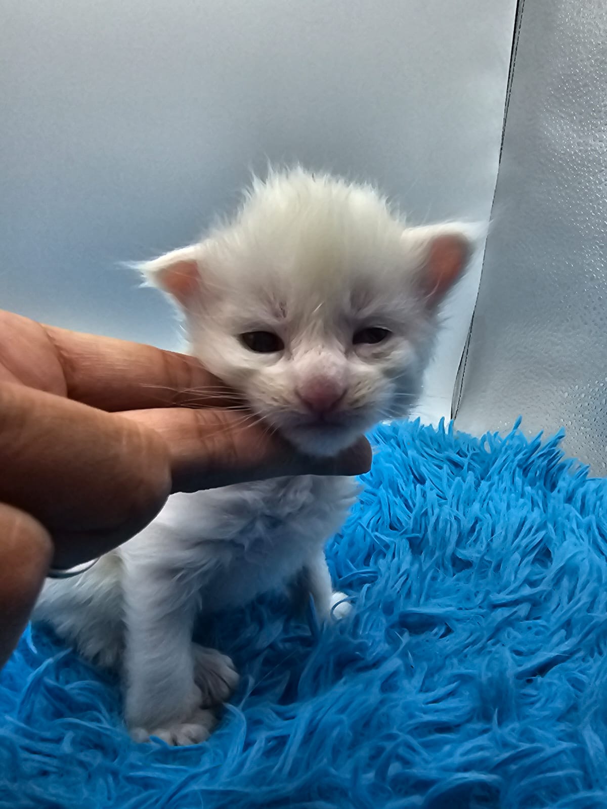 Chaton Atlas Flame Maine Coon – Chatterie de l&rsquo;Akatsucoon