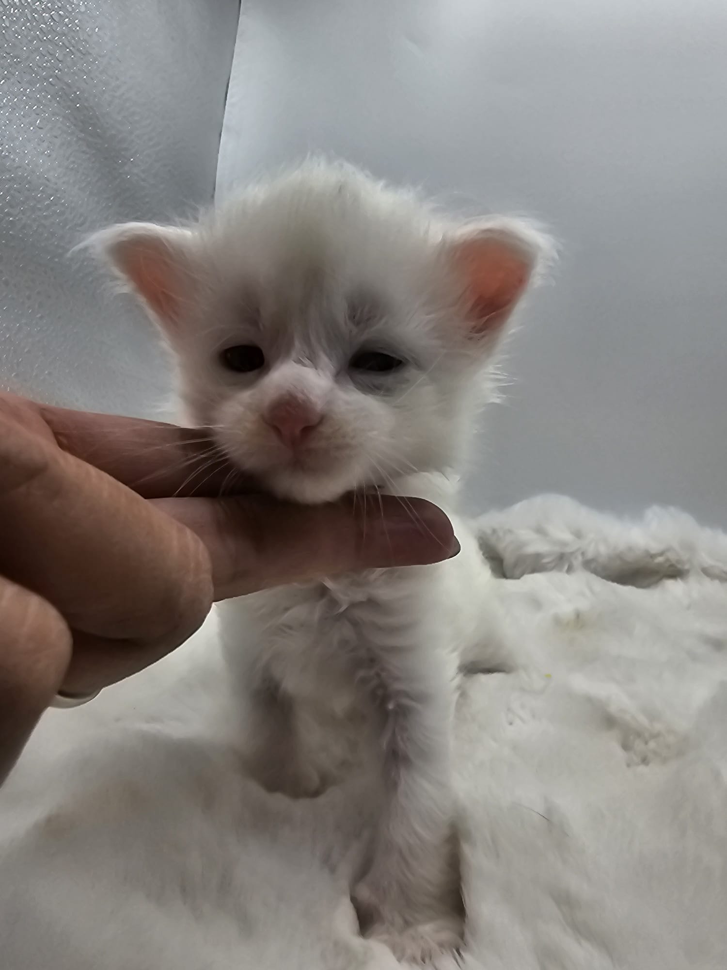 Chaton Atlas Flame Maine Coon – Chatterie de l&rsquo;Akatsucoon