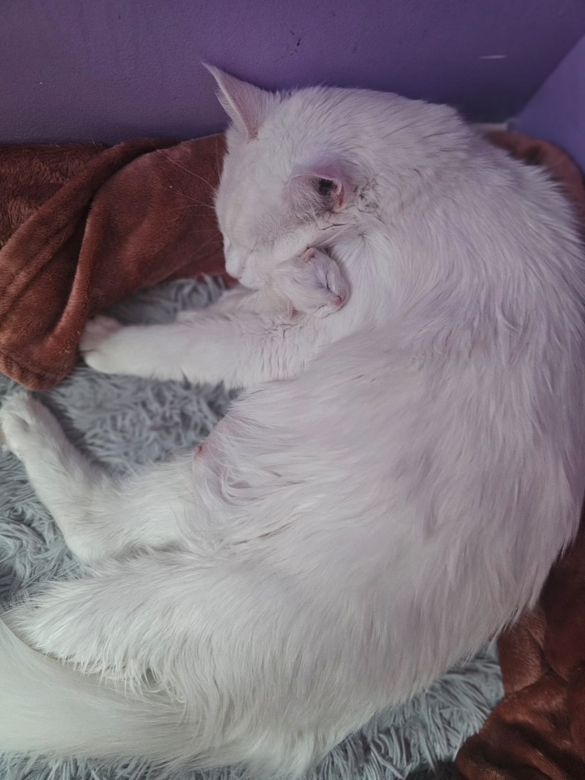 Chaton Atlas Flame Maine Coon – Chatterie de l&rsquo;Akatsucoon