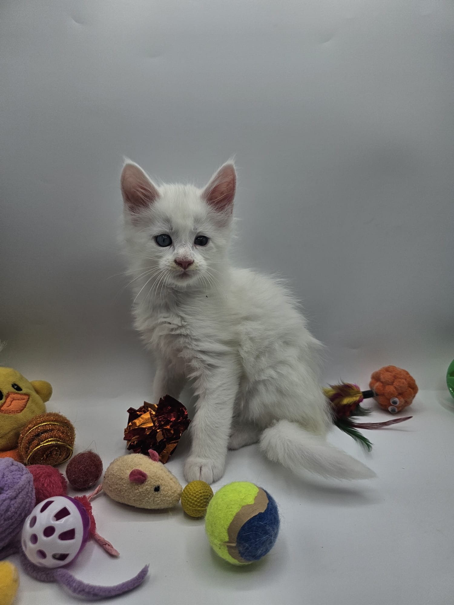 Chaton Atlas Flame Maine Coon – Chatterie de l&rsquo;Akatsucoon