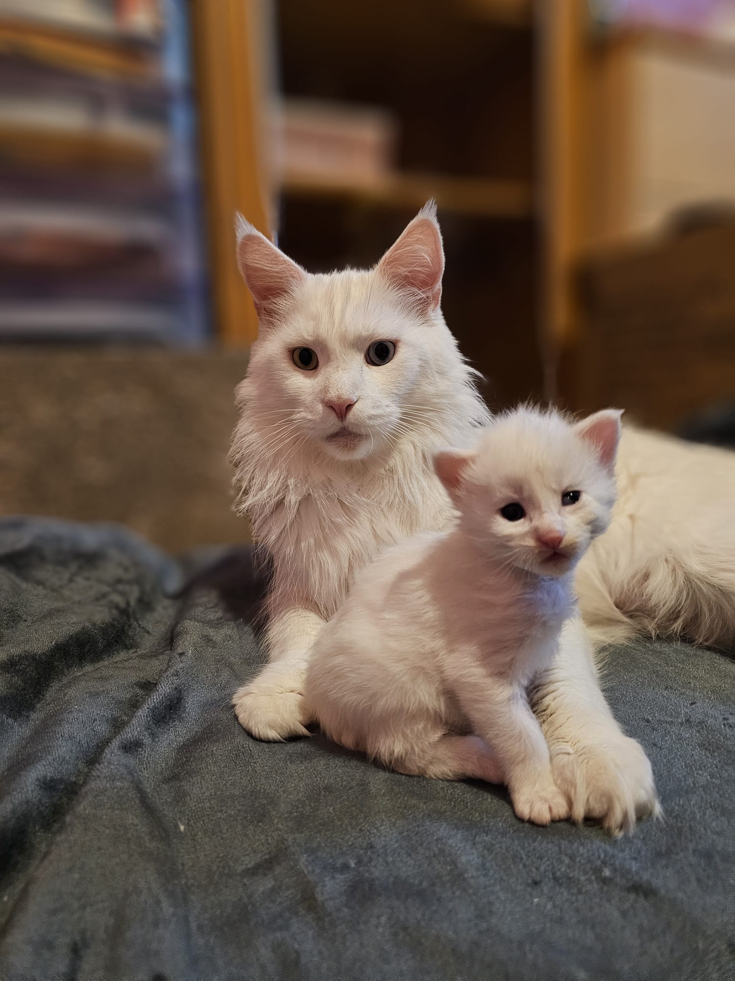 Chaton Atlas Flame Maine Coon – Chatterie de l&rsquo;Akatsucoon