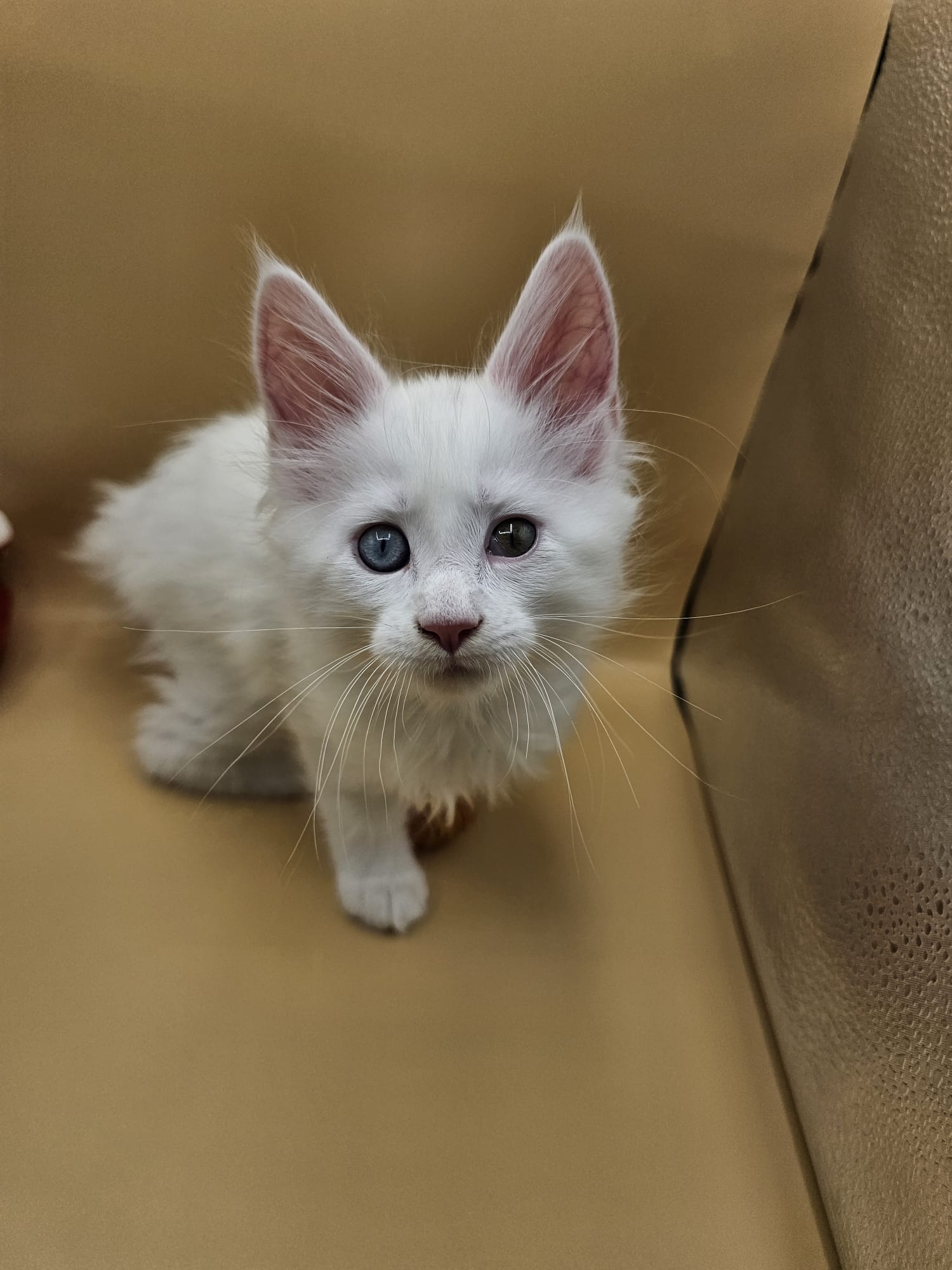 Chaton Atlas Flame Maine Coon – Chatterie de l&rsquo;Akatsucoon