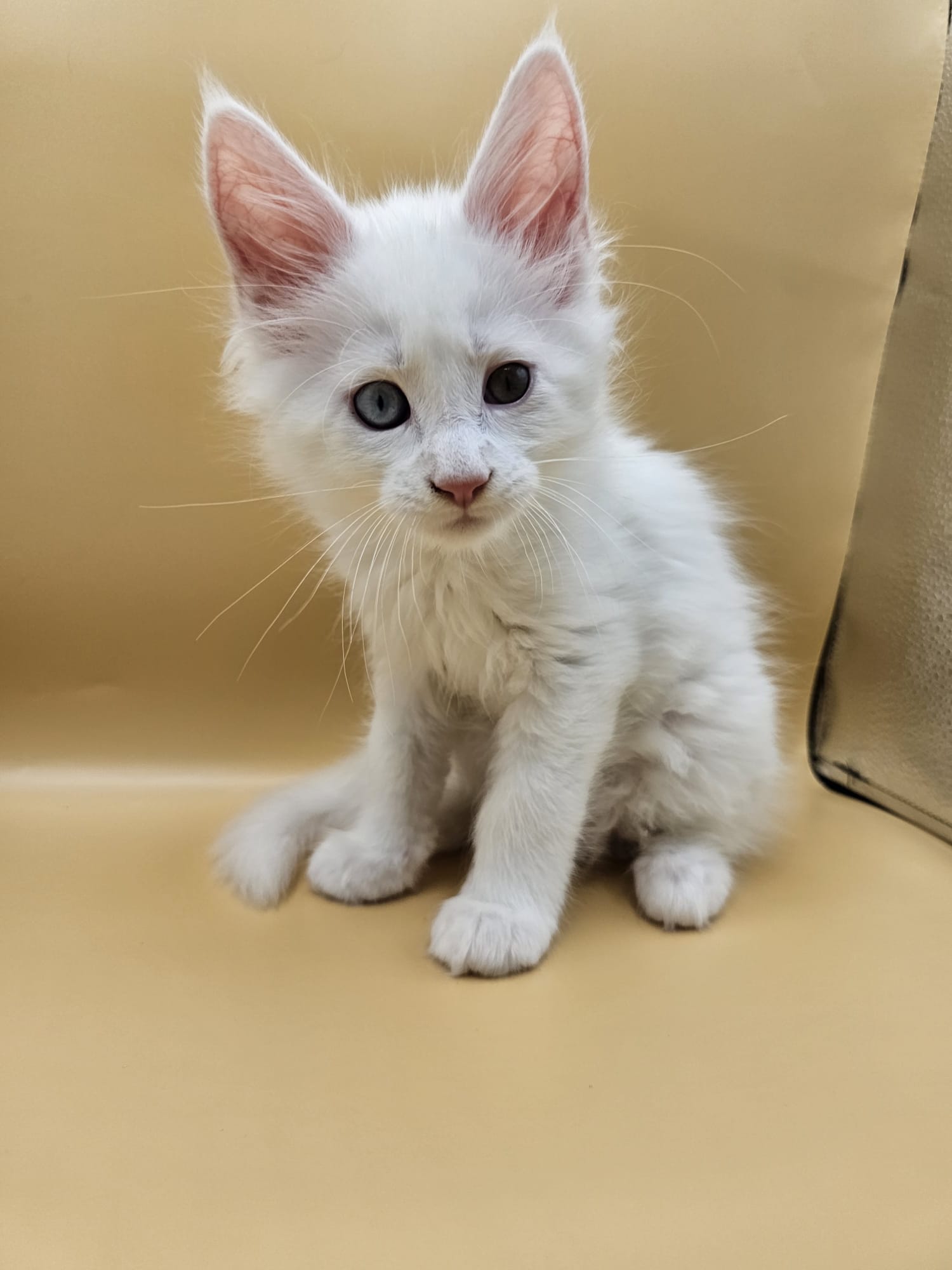 WhatsApp Image 2025-12-21 at 22.58.52 (2)