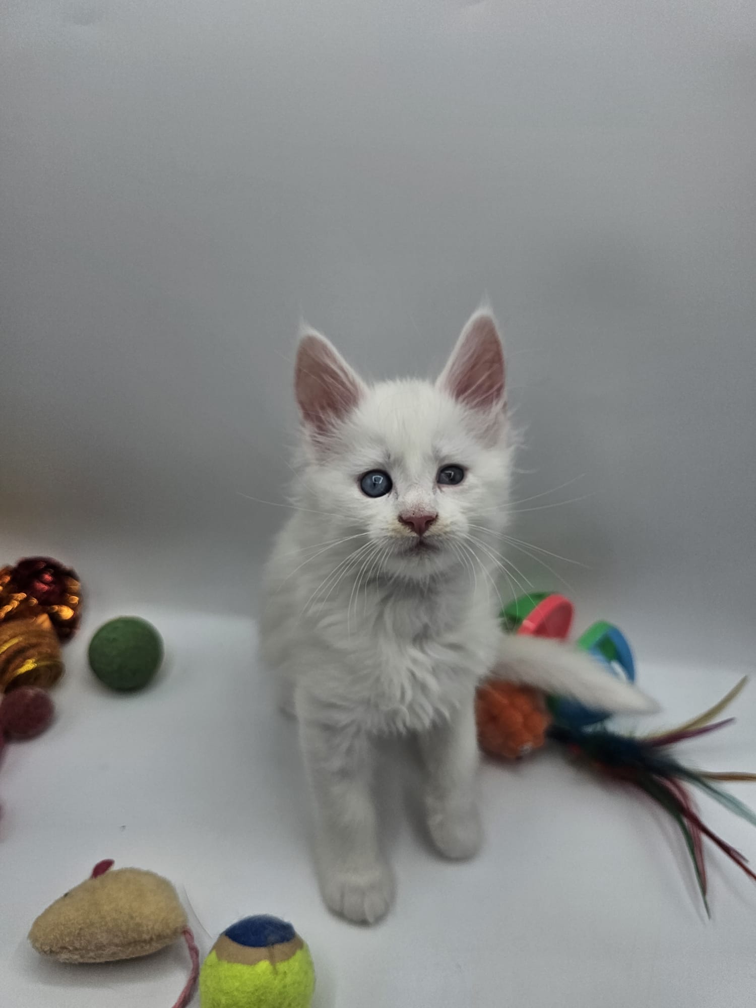 Chaton Atlas Flame Maine Coon – Chatterie de l&rsquo;Akatsucoon