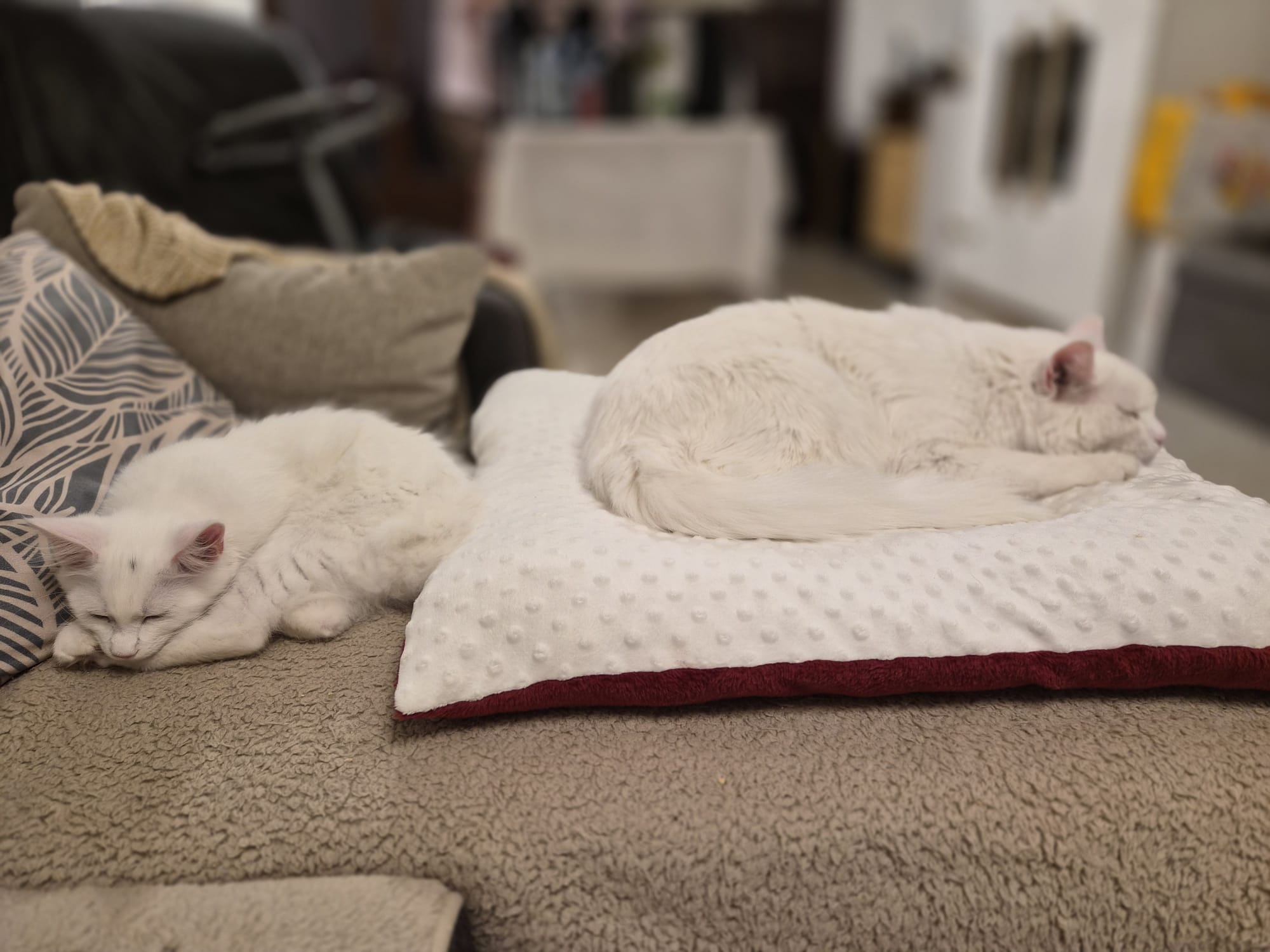 Chaton Maine Coon Chatterie de l&rsquo;Akatsucoon