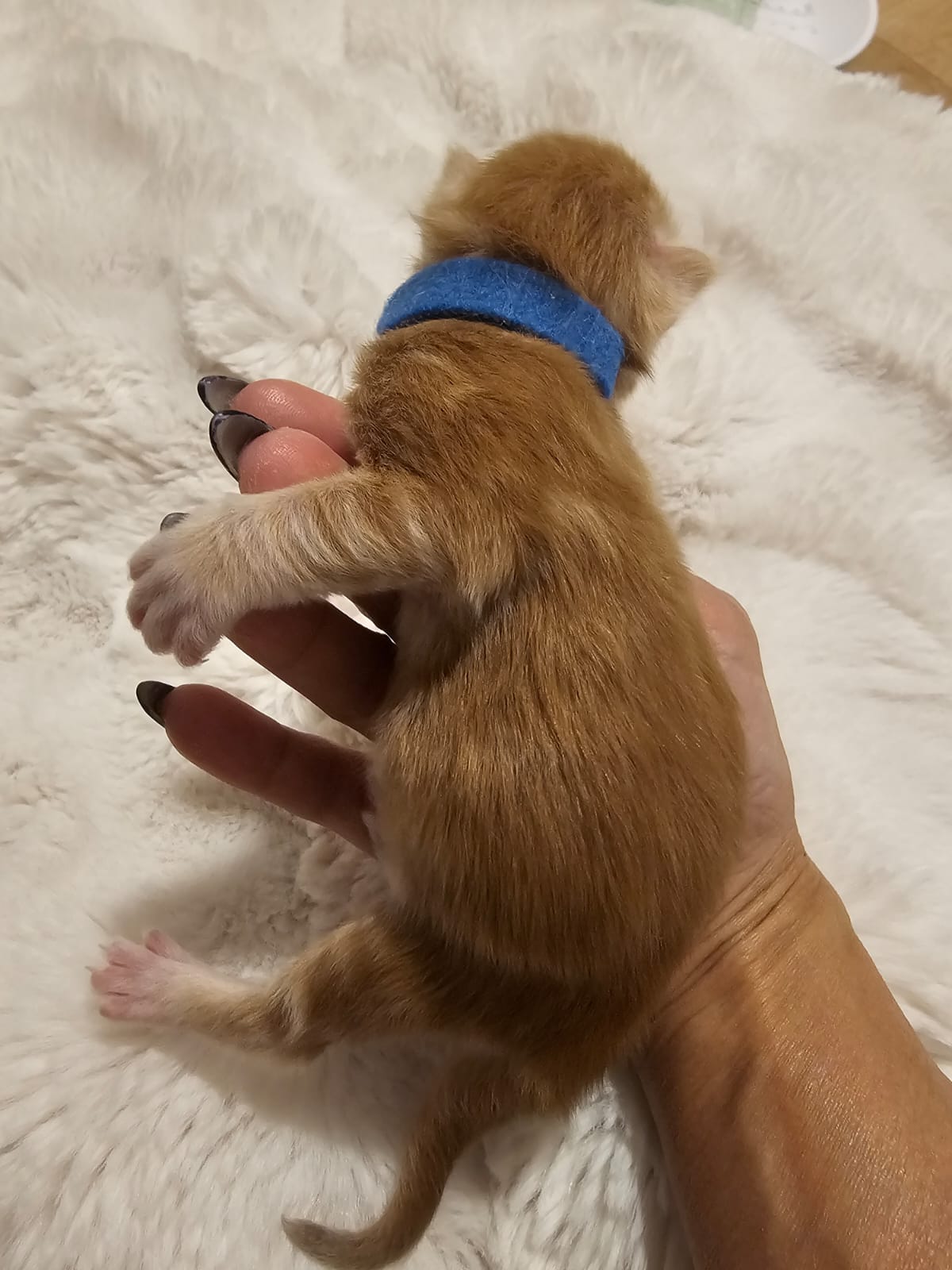 Male collier bleu – Ultia – Chaton Maine Coon