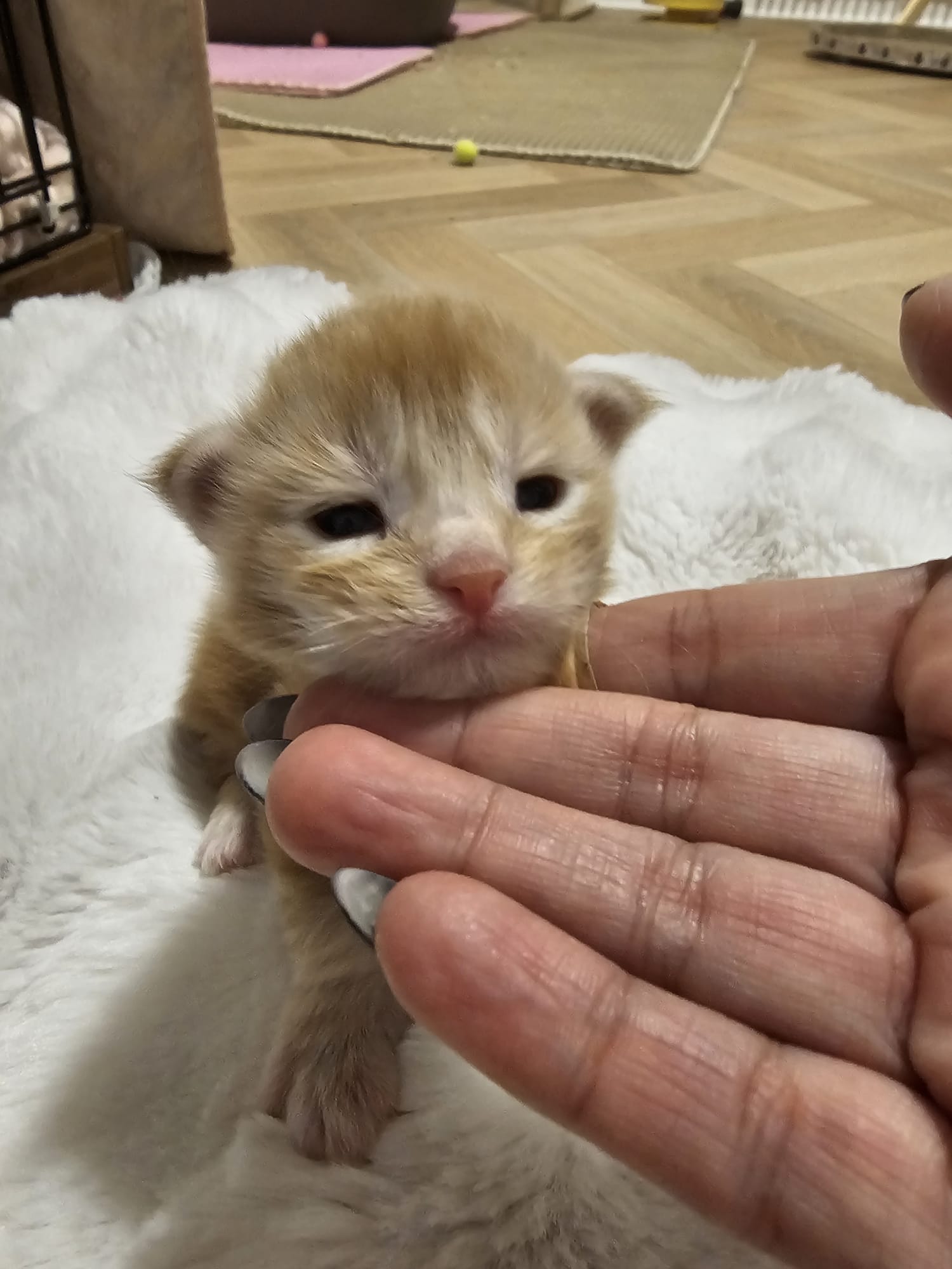 Male collier bleu – Ultia – Chaton Maine Coon