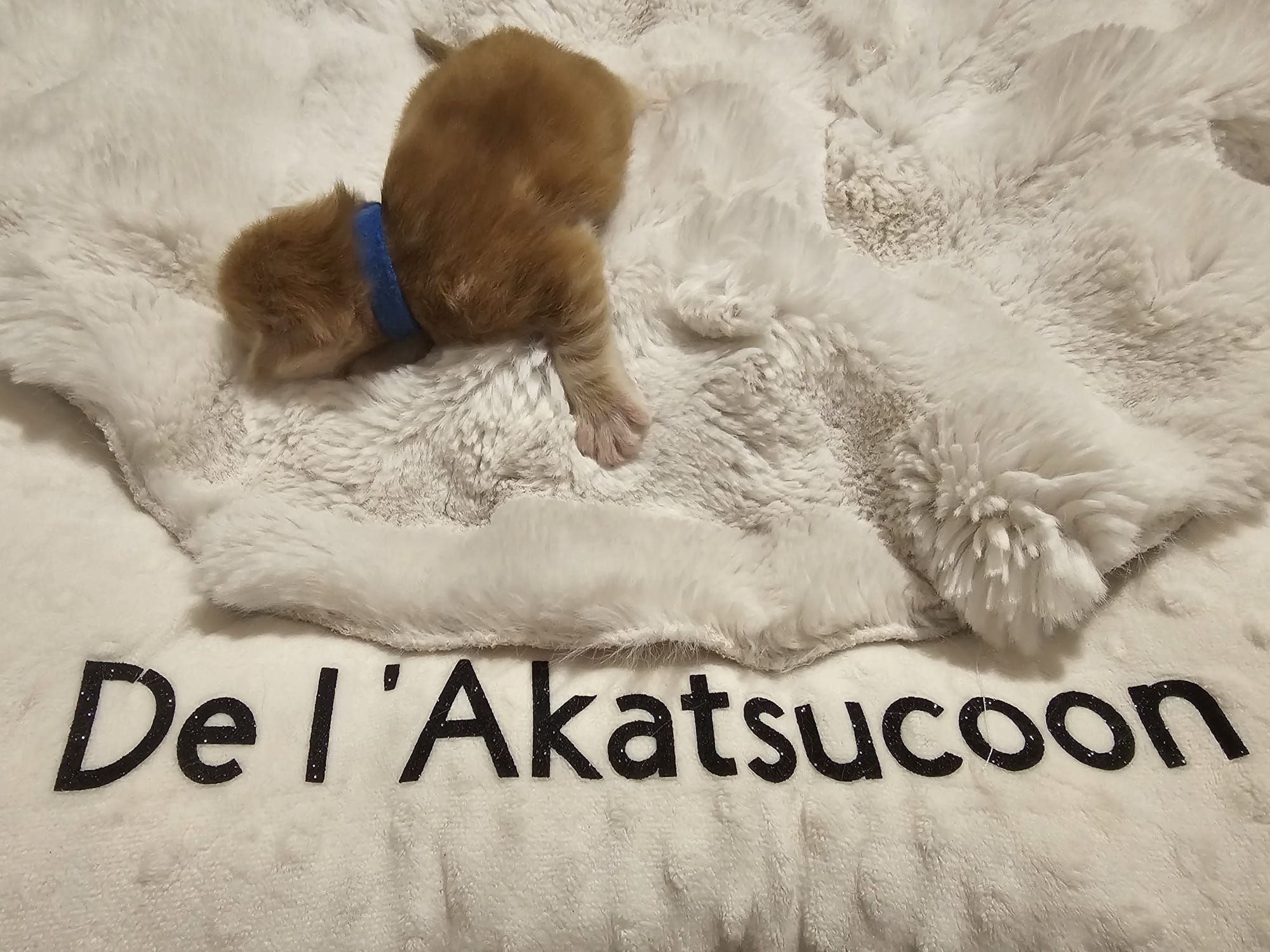 Male collier bleu – Ultia – Chaton Maine Coon