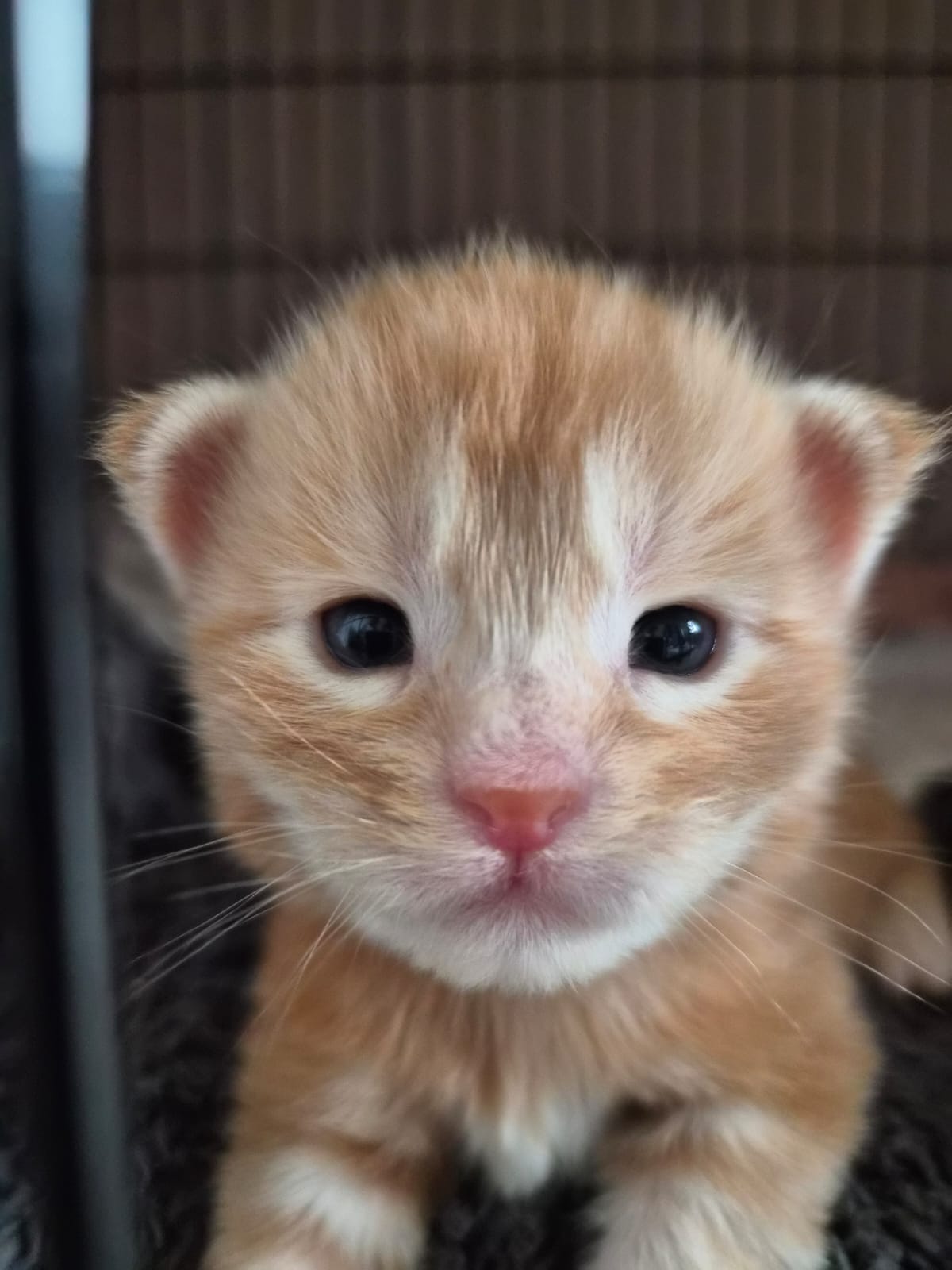 Male collier bleu – Ultia – Chaton Maine Coon