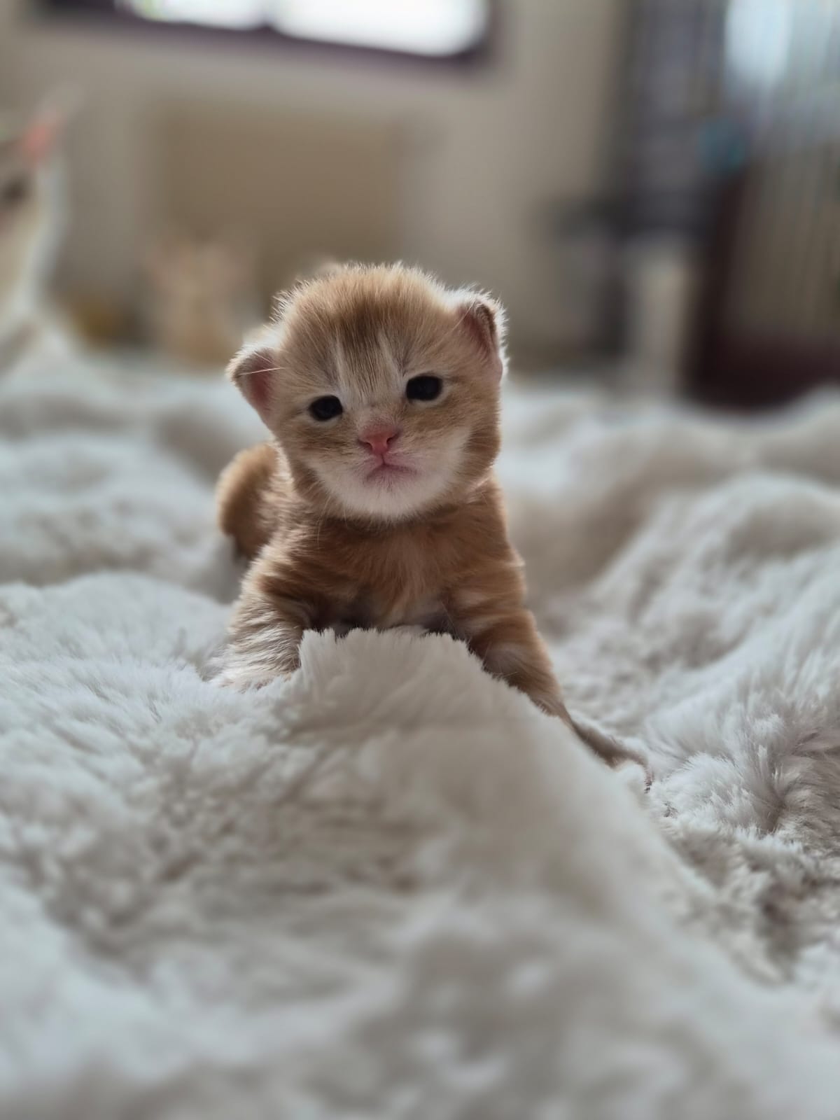 Male collier bleu – Ultia – Chaton Maine Coon