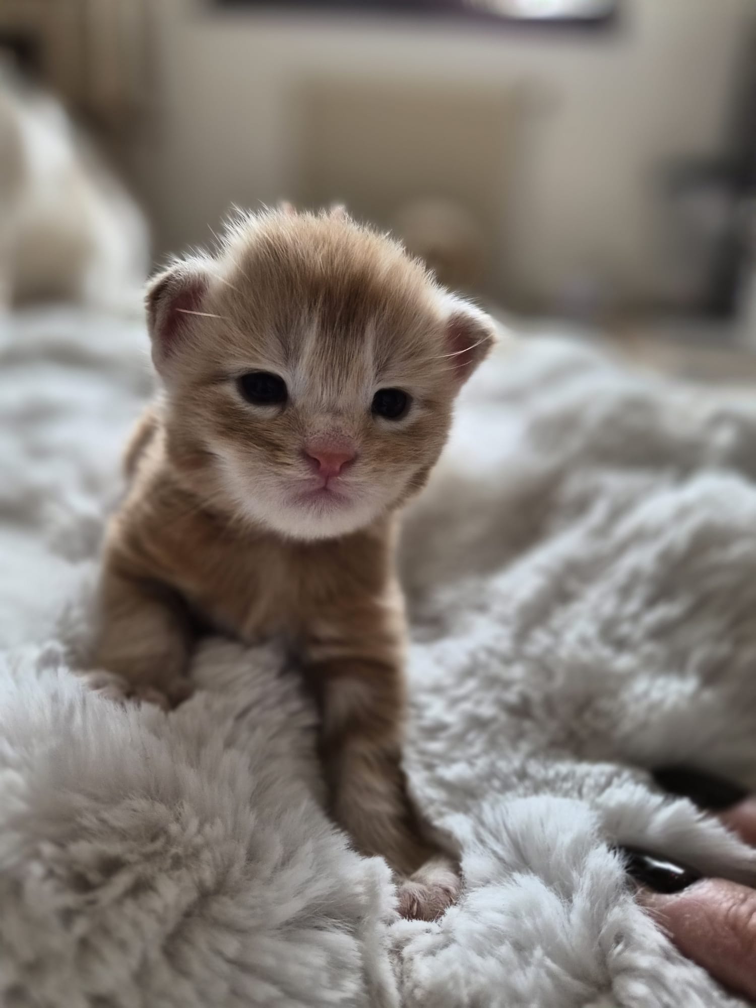 Male collier bleu – Ultia – Chaton Maine Coon