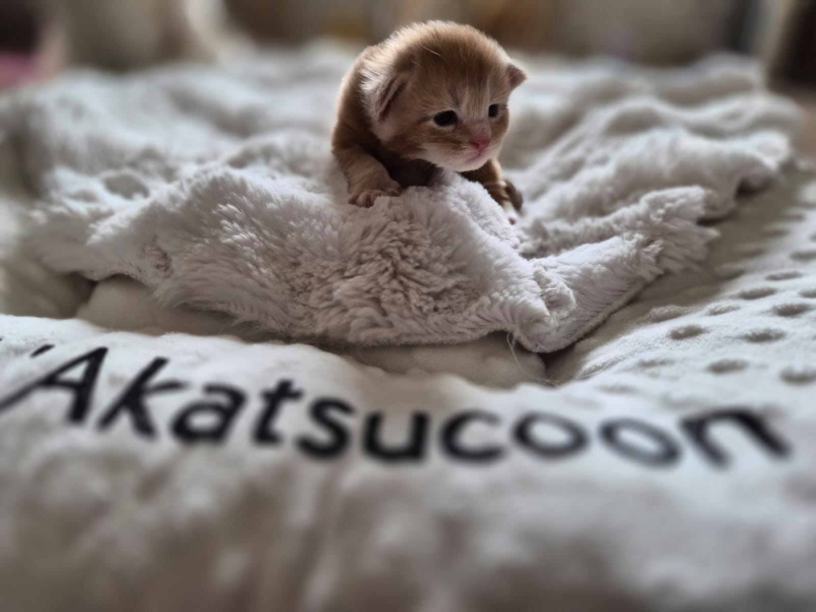 Male collier bleu – Ultia – Chaton Maine Coon