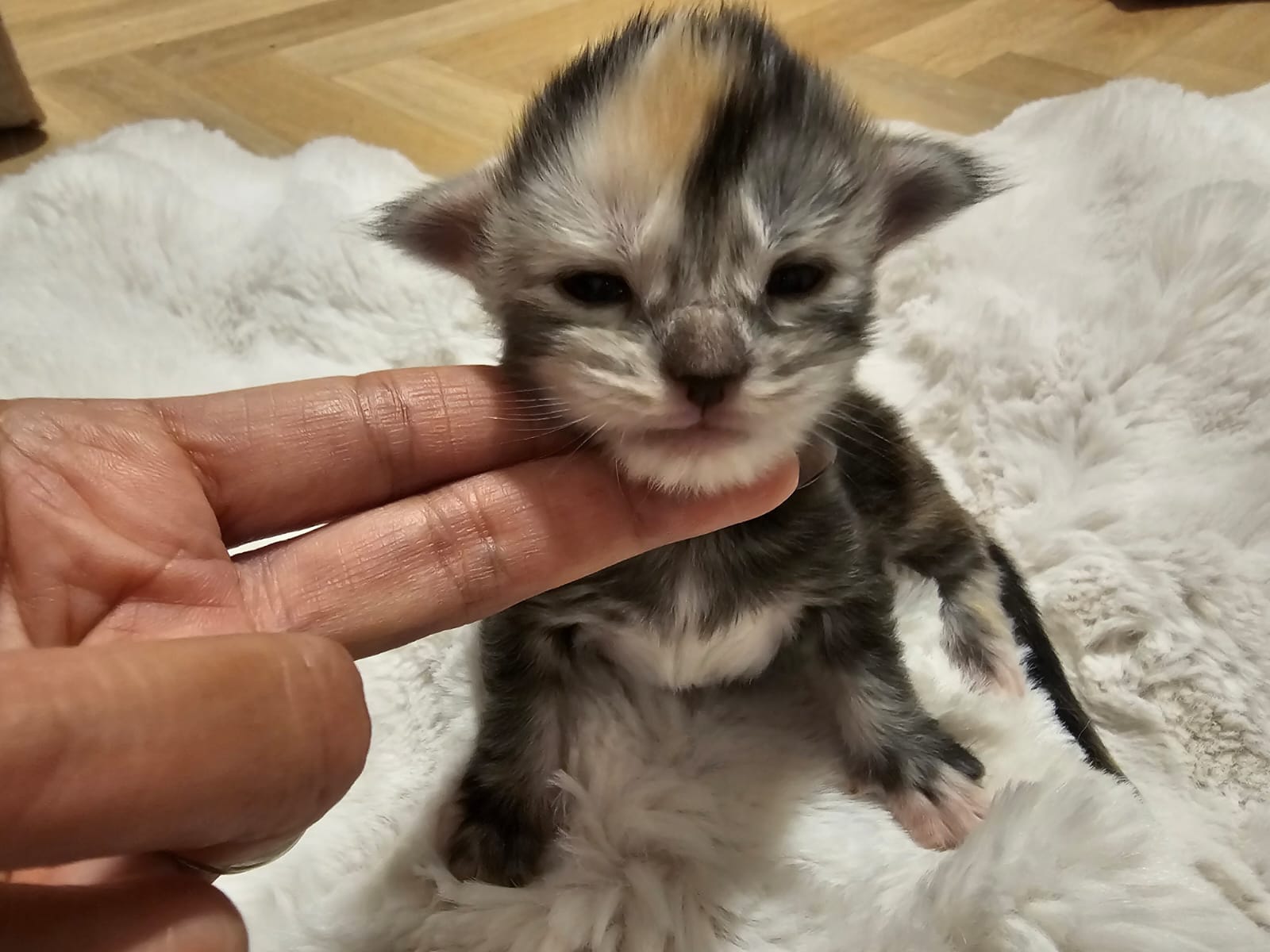 Adesse – Chaton Maine Coon Loof