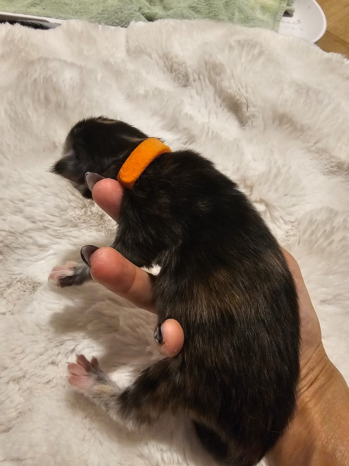 Adesse – Chaton Maine Coon Loof