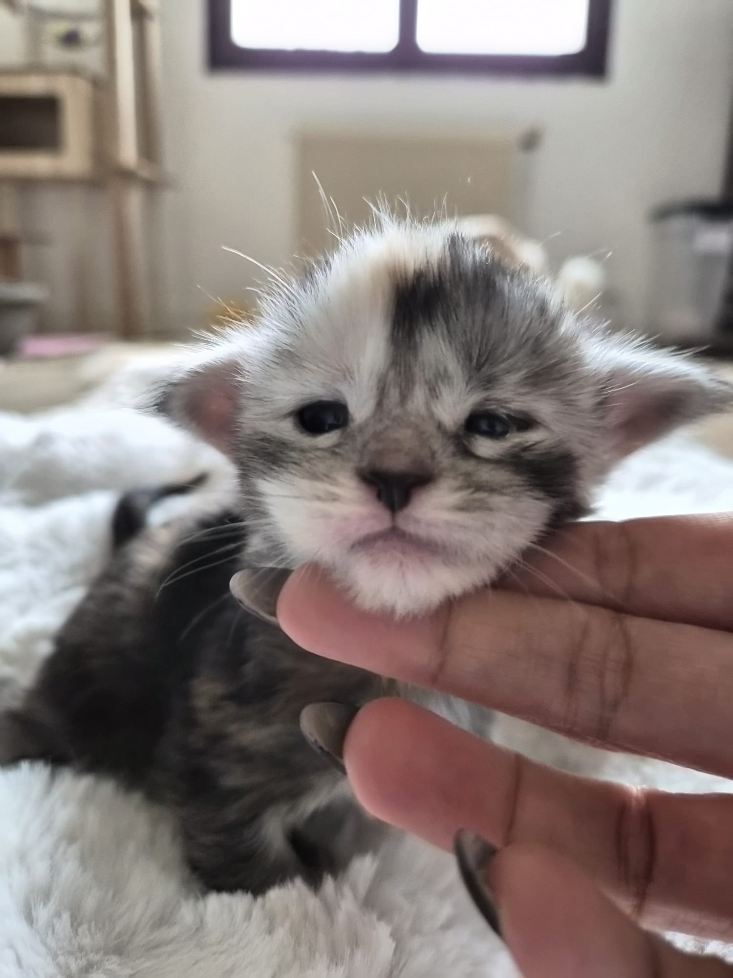 Adesse – Chaton Maine Coon Loof