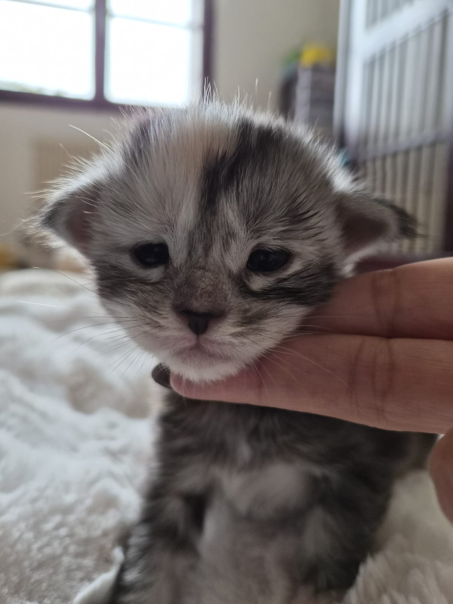 Adesse – Chaton Maine Coon Loof