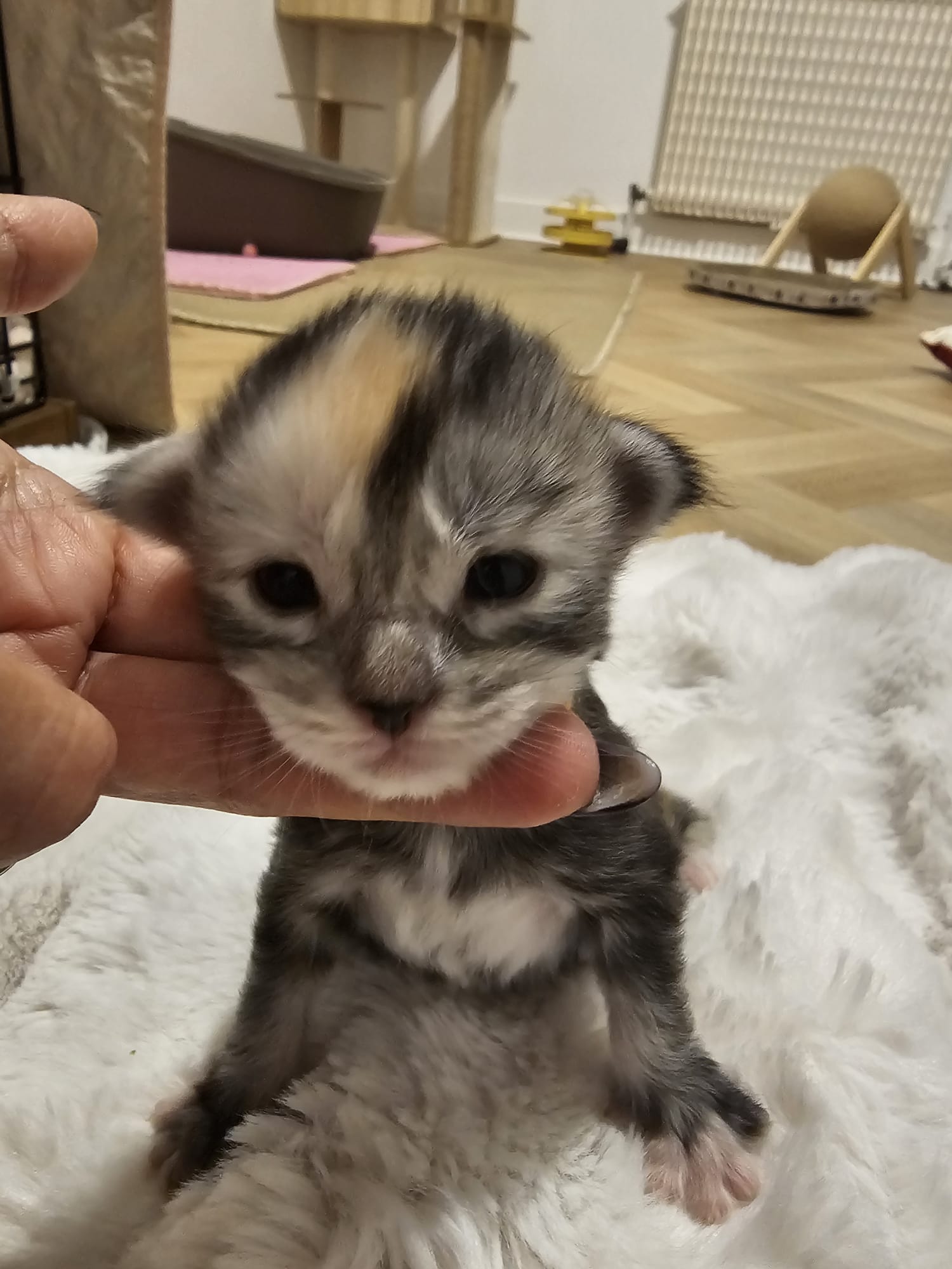 Adesse – Chaton Maine Coon Loof