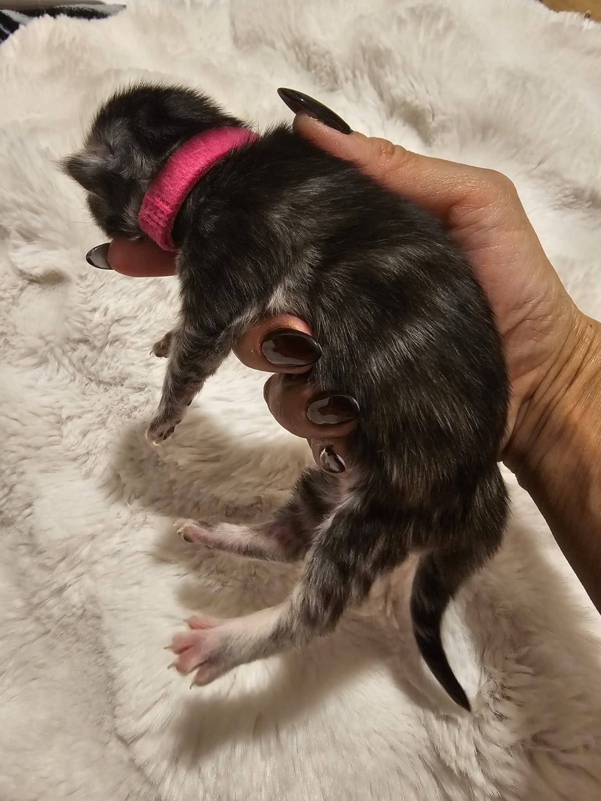 Femelle collier rose – Ultia – Chaton Maine Coon