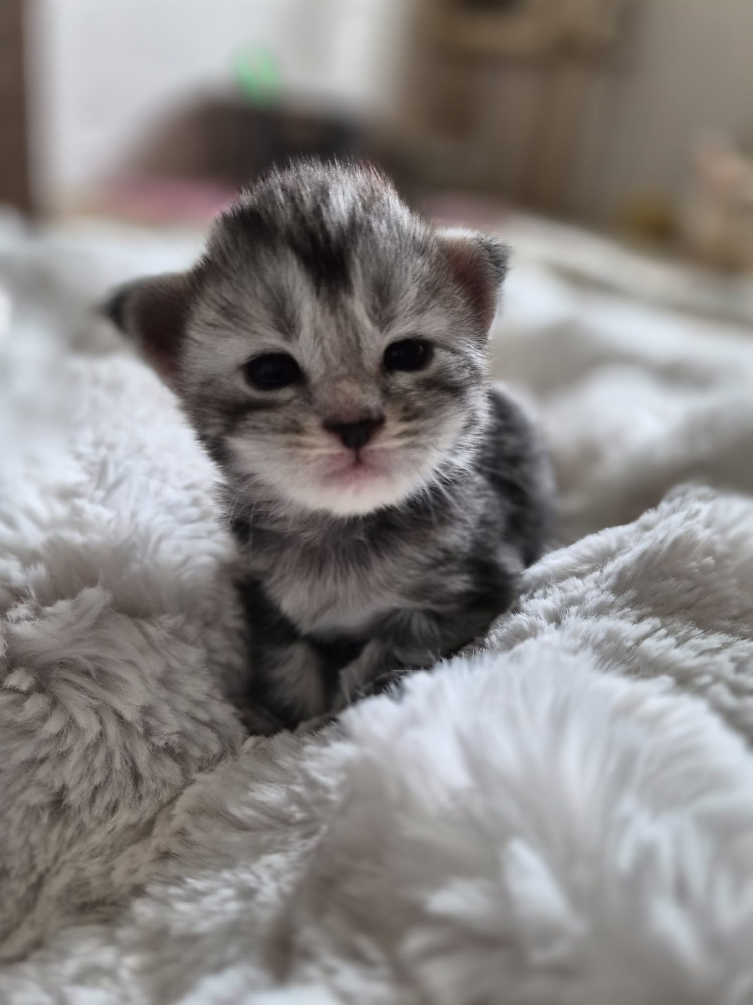 Femelle collier rose – Ultia – Chaton Maine Coon