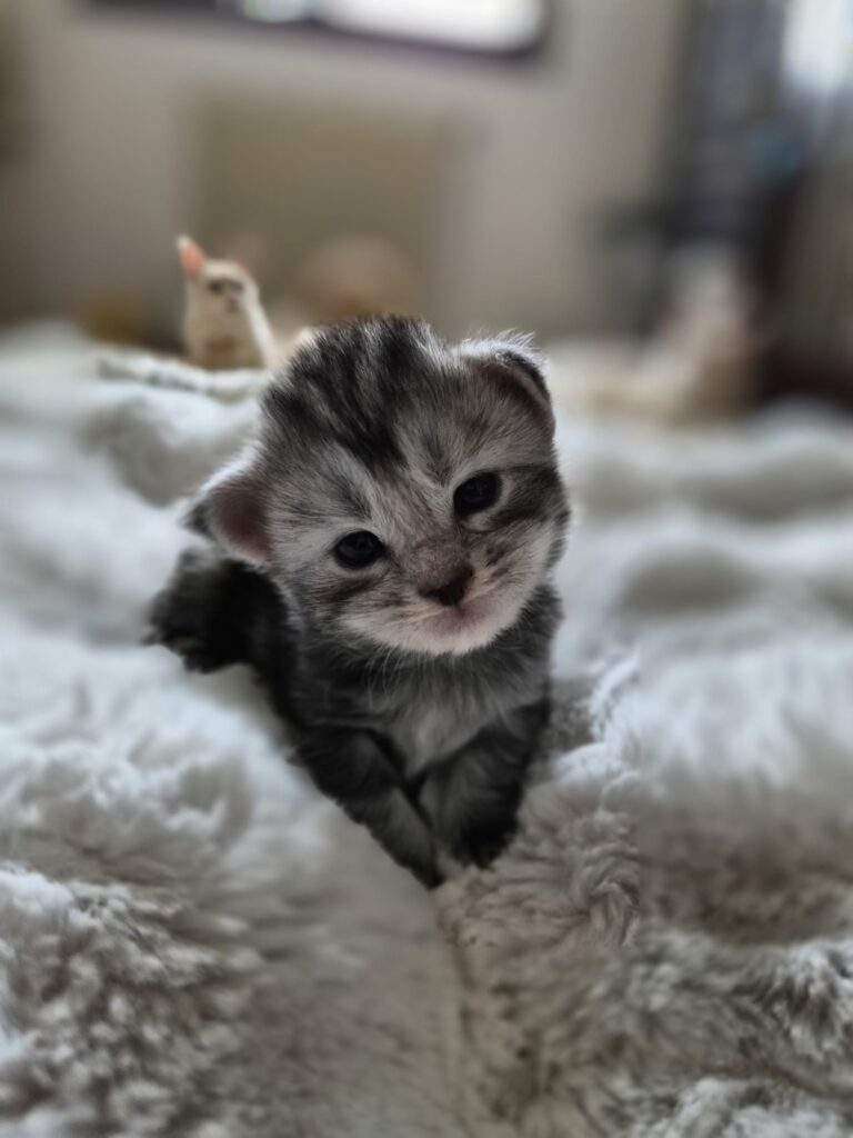 Femelle collier rose - Ultia - Chaton Maine Coon