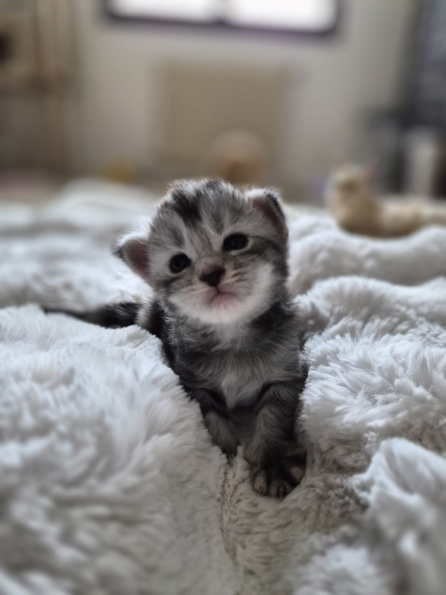 Femelle collier rose – Ultia – Chaton Maine Coon