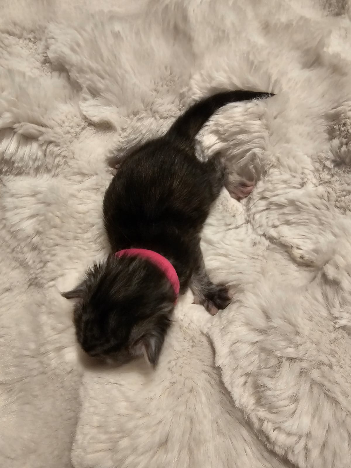 Femelle collier rose – Ultia – Chaton Maine Coon